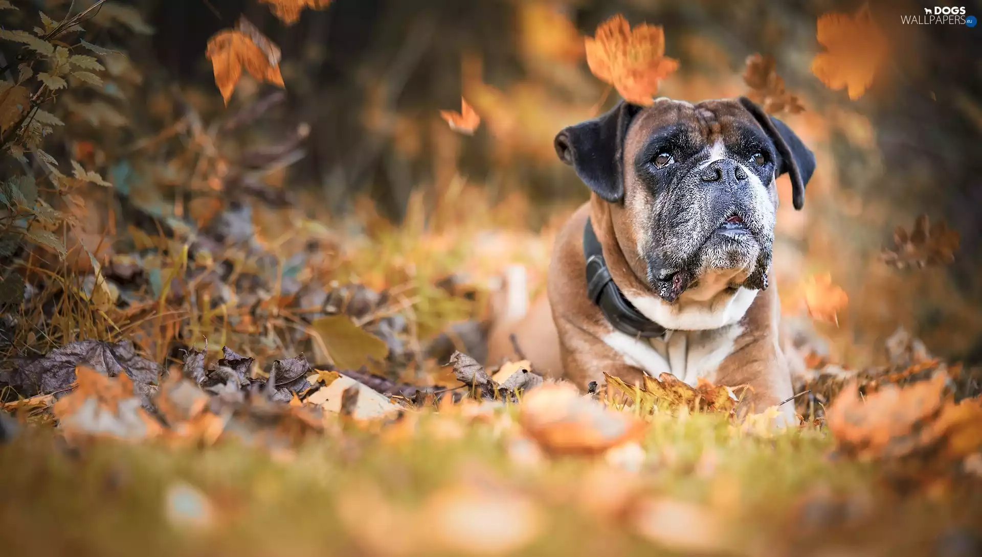 lying, boxer, Leaf, dog