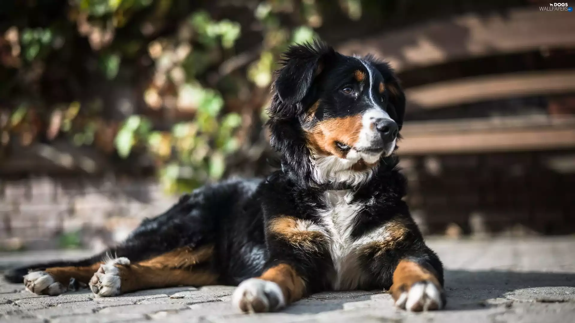 lying, Bernese Mountain Dog