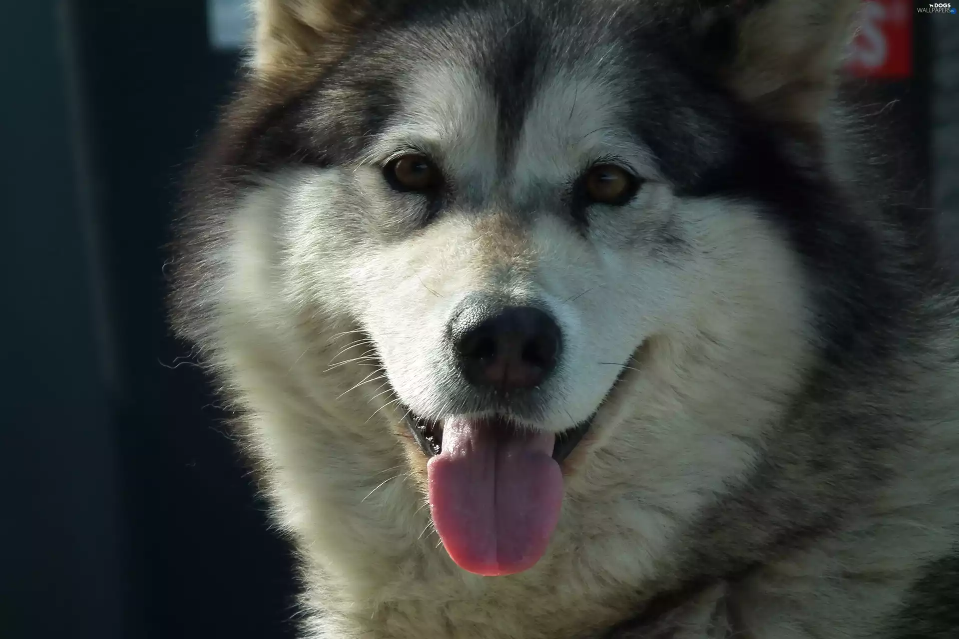 dog, Alaskan Malamute