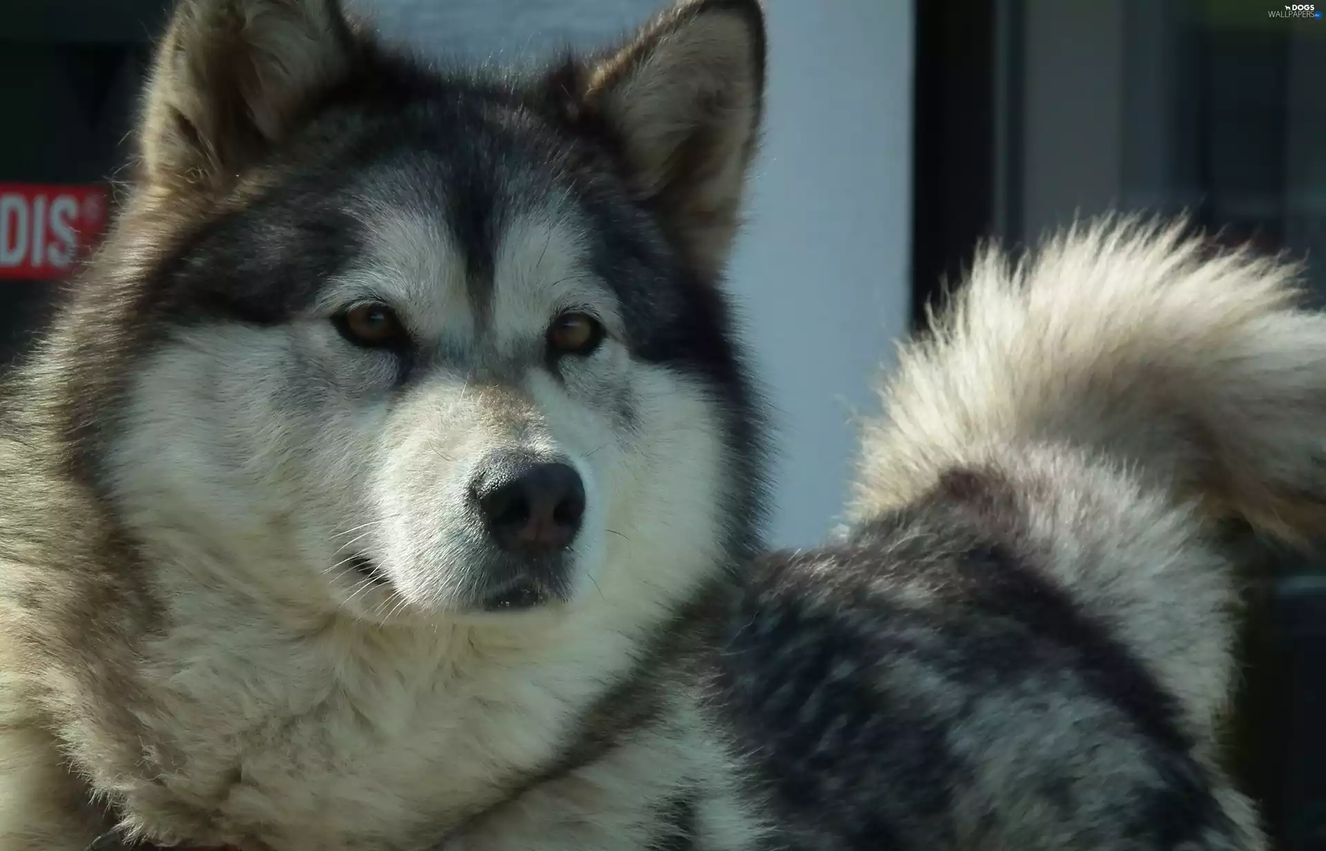 dog, Alaskan Malamute