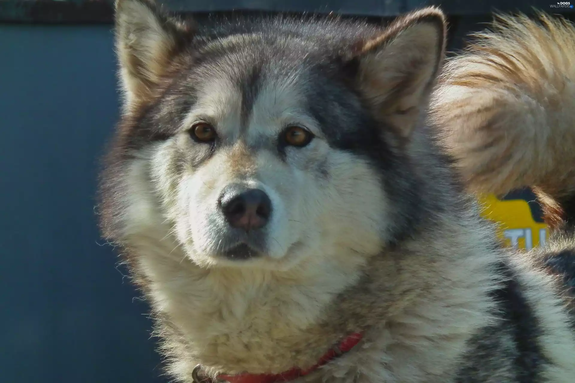 dog, Alaskan Malamute
