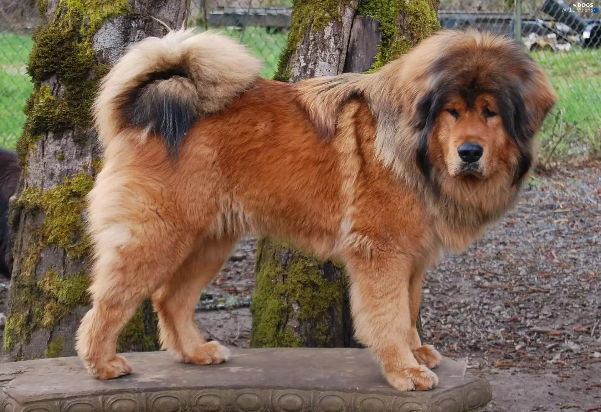 dog, Tibetan Mastiff