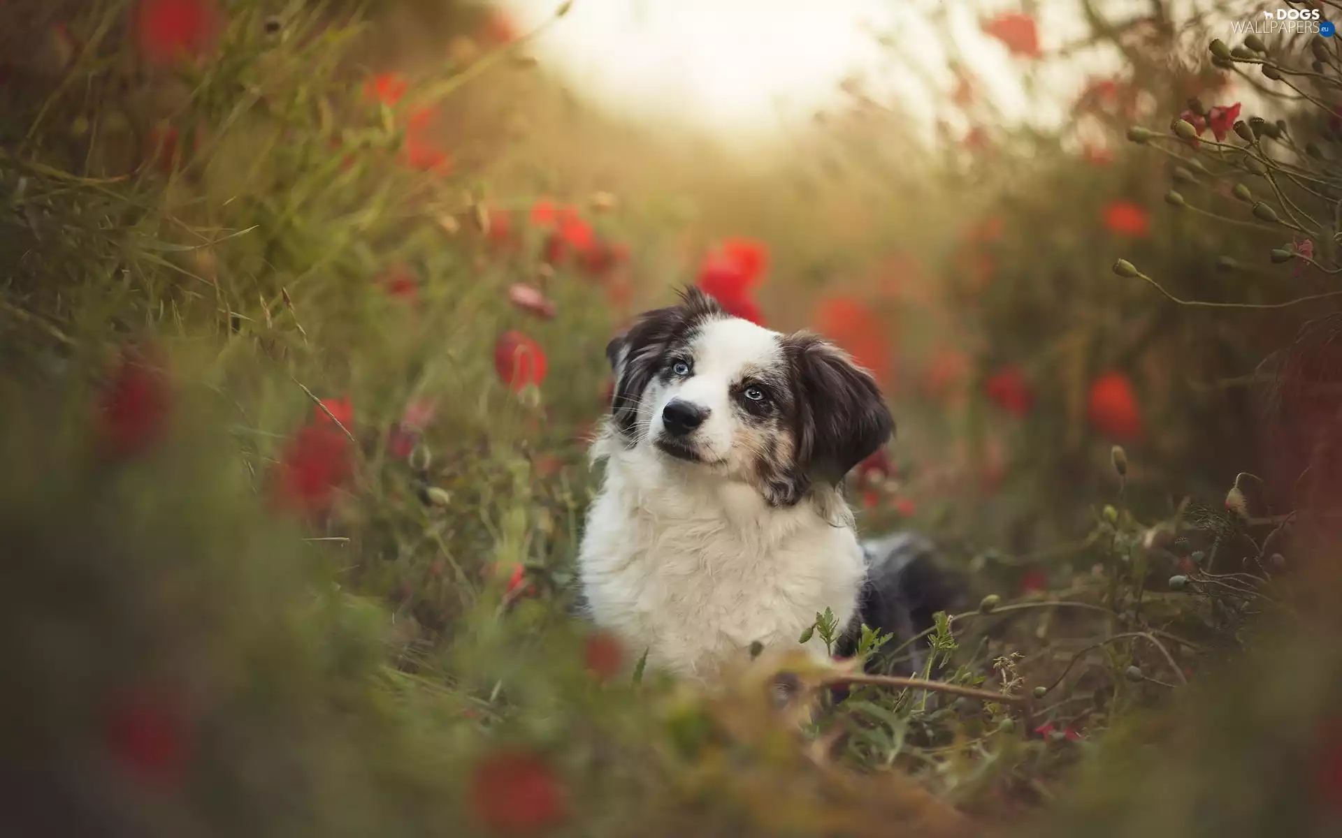 dog, Meadow