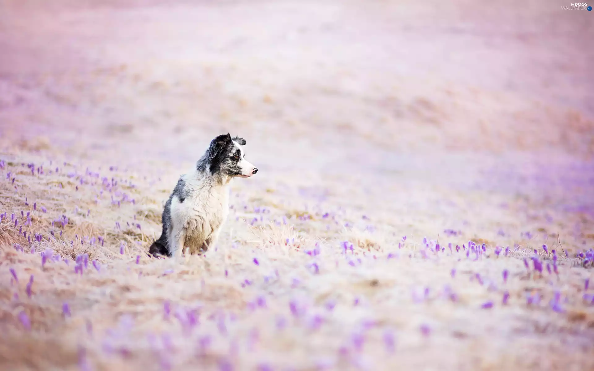 dog, Meadow
