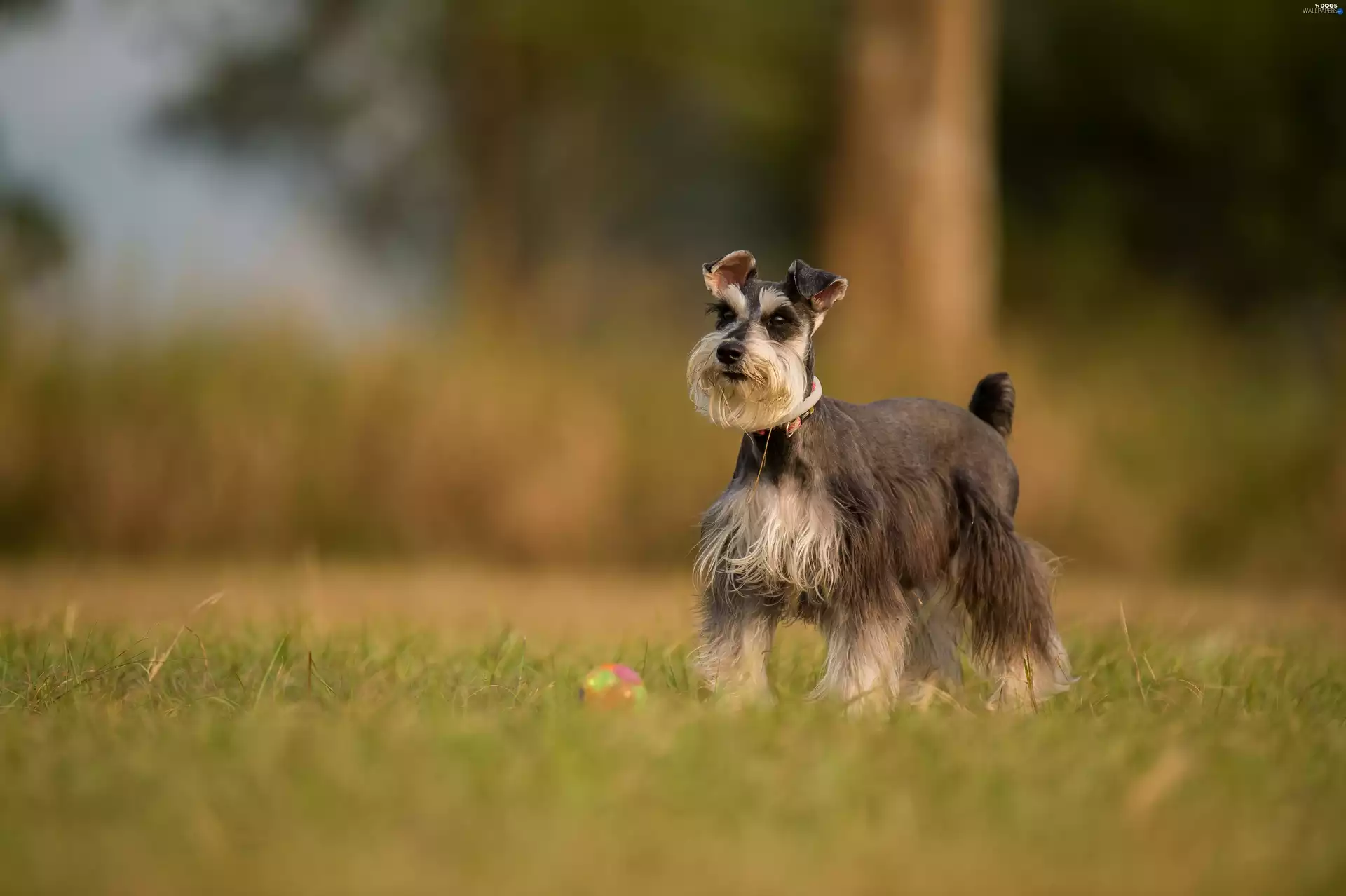 dog, Meadow