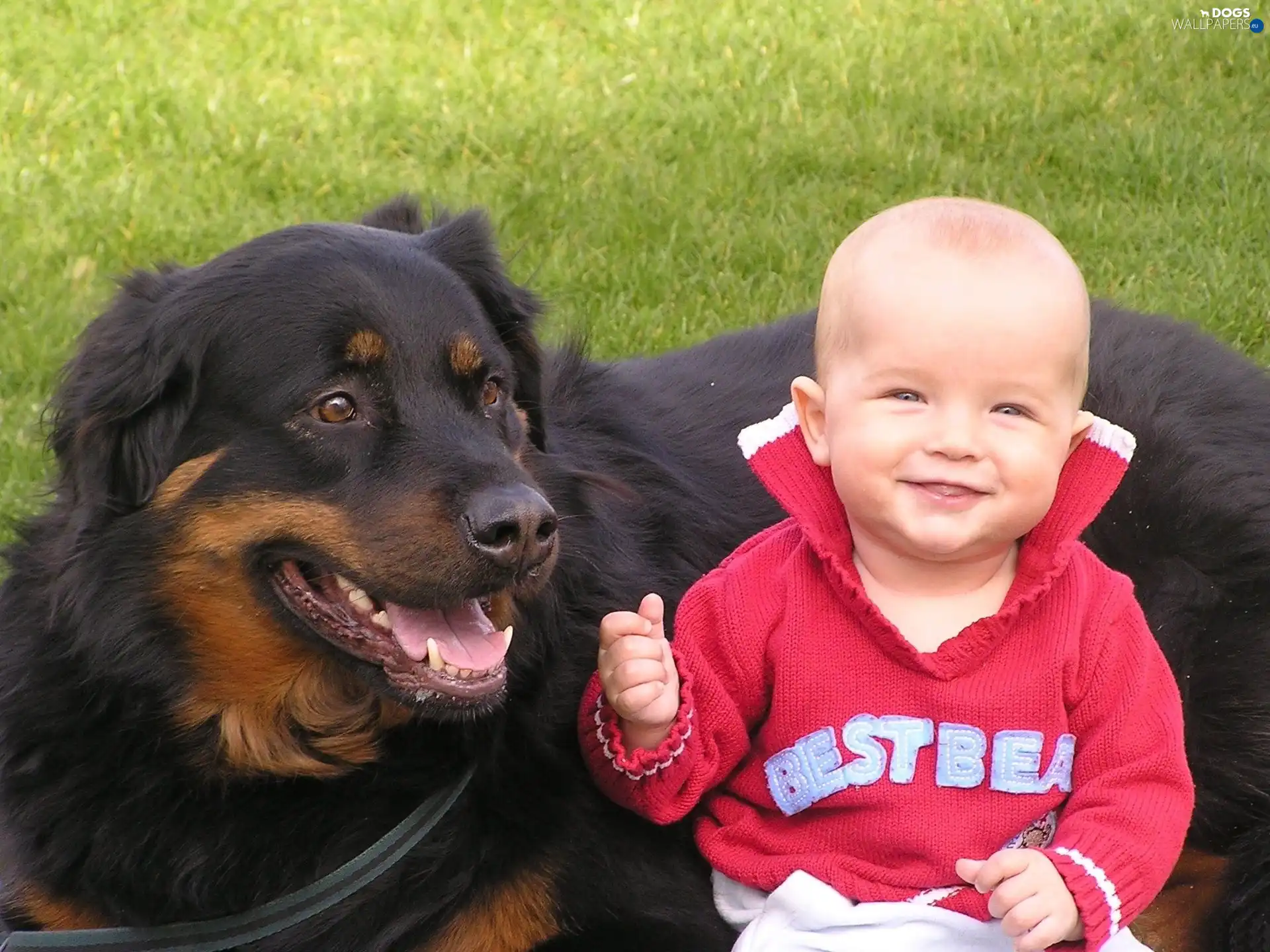 Meadow, dog, boy