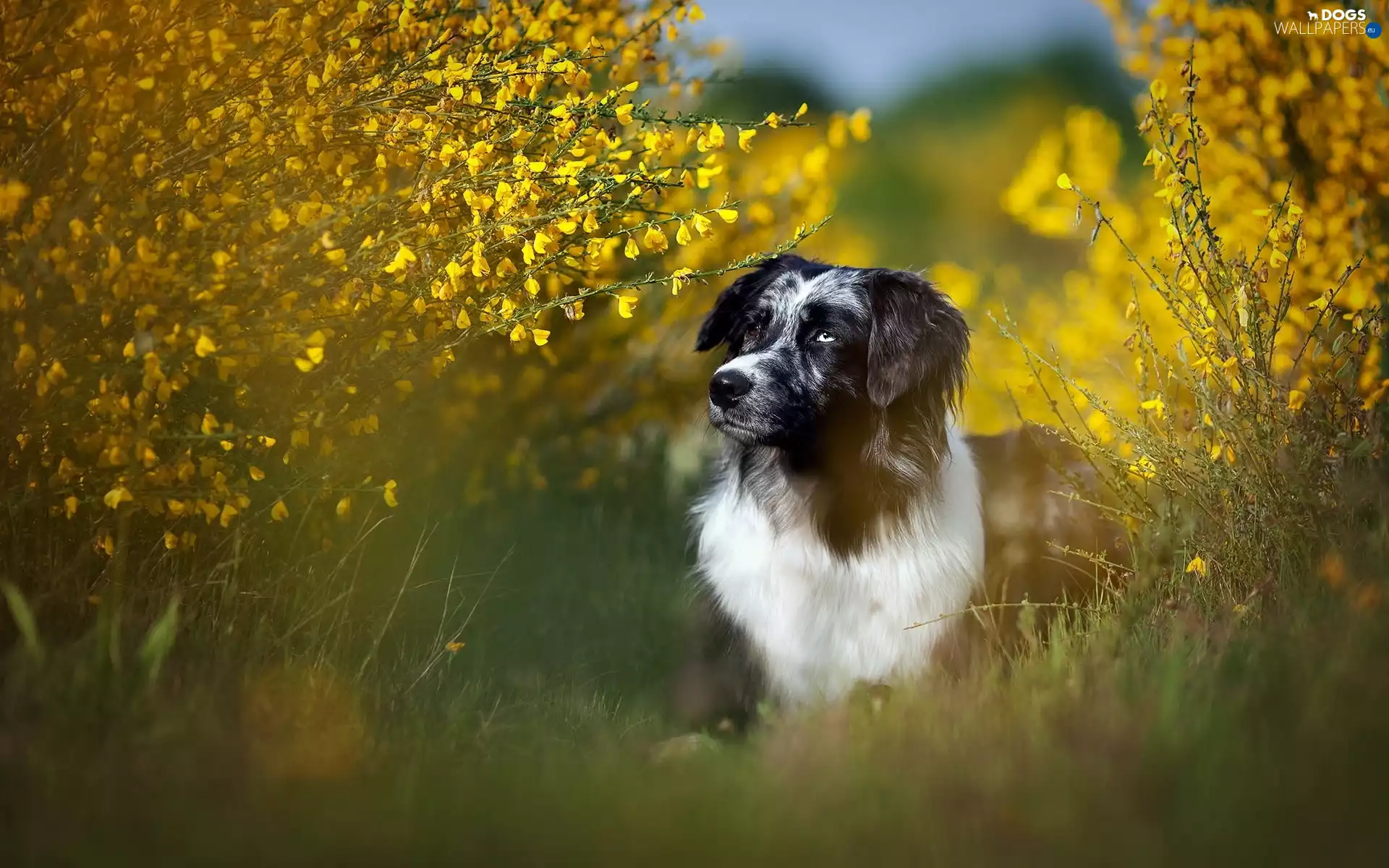 grass, dog, Meadow, Bush, summer