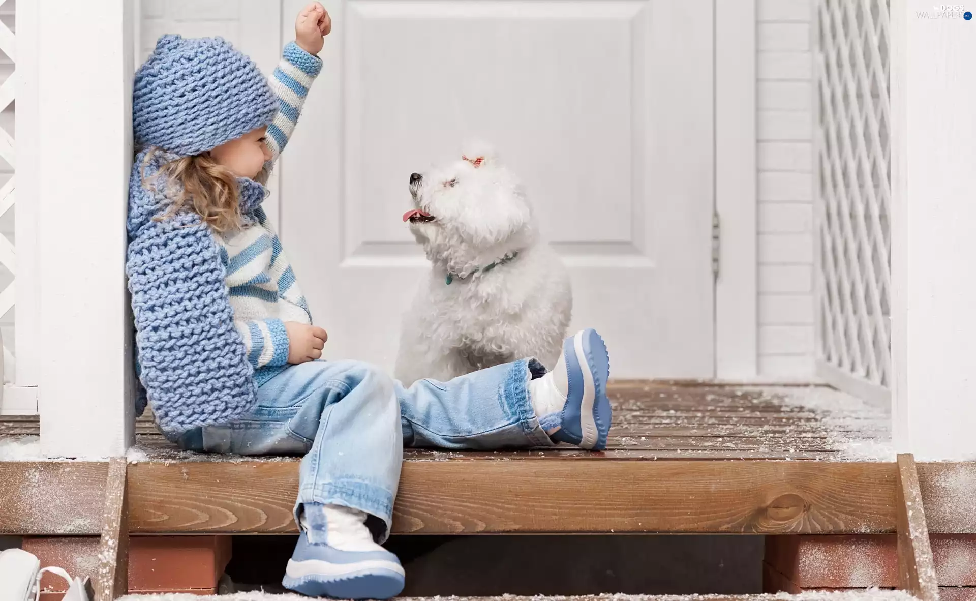 Miniature Poodle, girl, dog