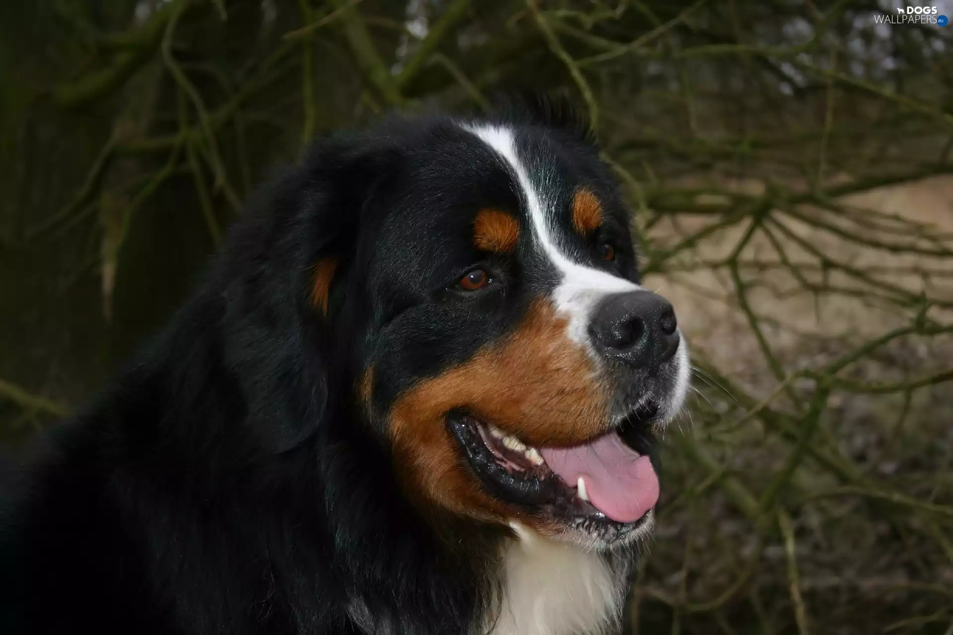 mouth, Bernese Mountain Dog
