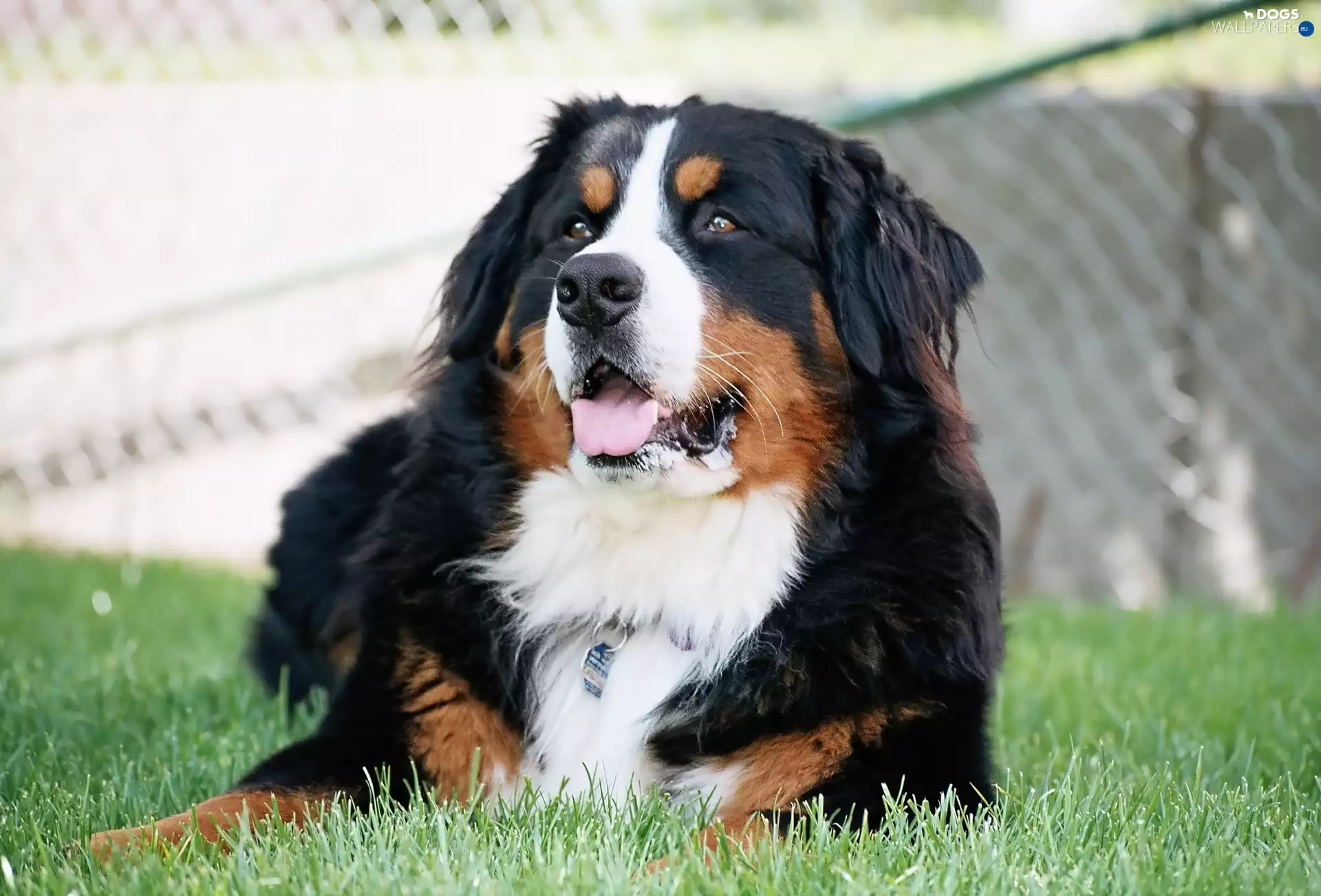 mouth, Bernese Mountain Dog