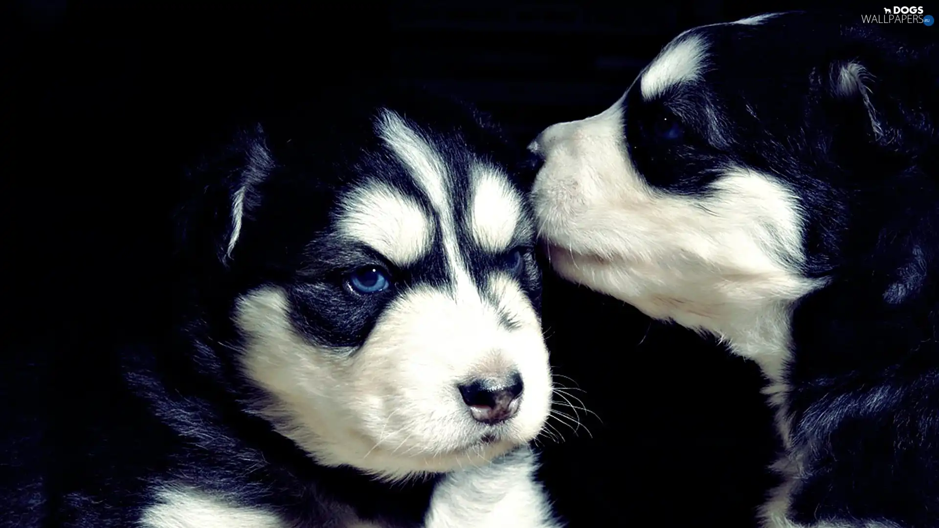 dog, White, Two, mug, black