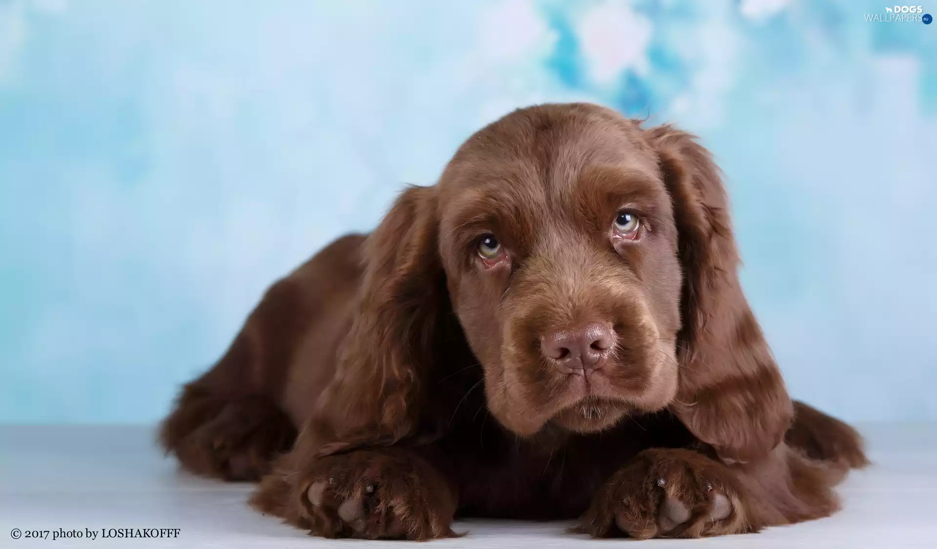 The look, muzzle, Puppy, Brown Cocker Spaniel, dog