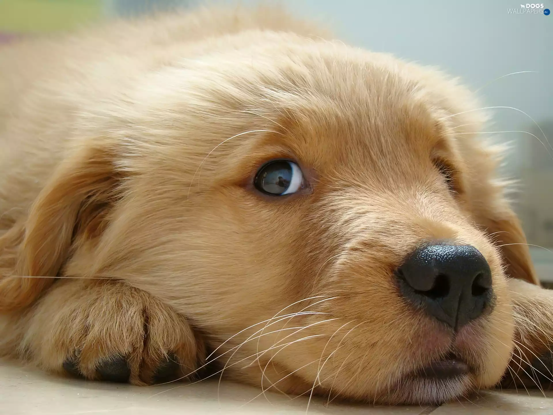 Golden Retriever, Puppy, dog, feet, muzzle