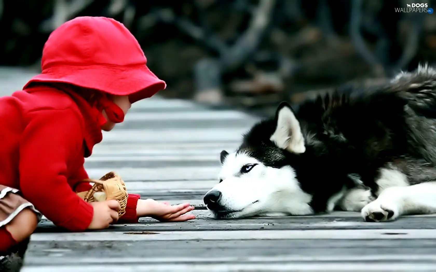 nursing, dog, Kid