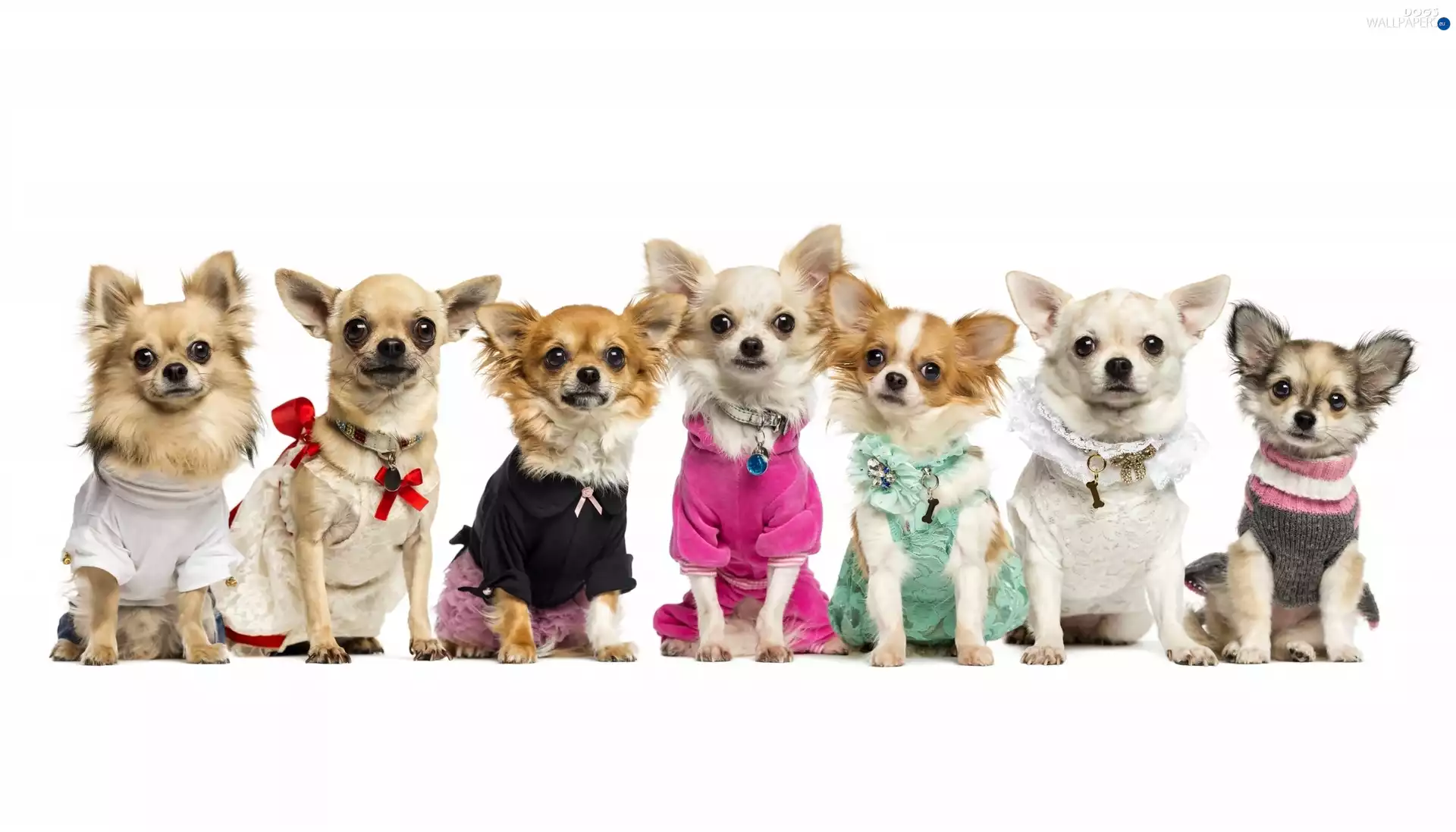 Chihuahua, sweet, of Dog, fashion, show, Dogs