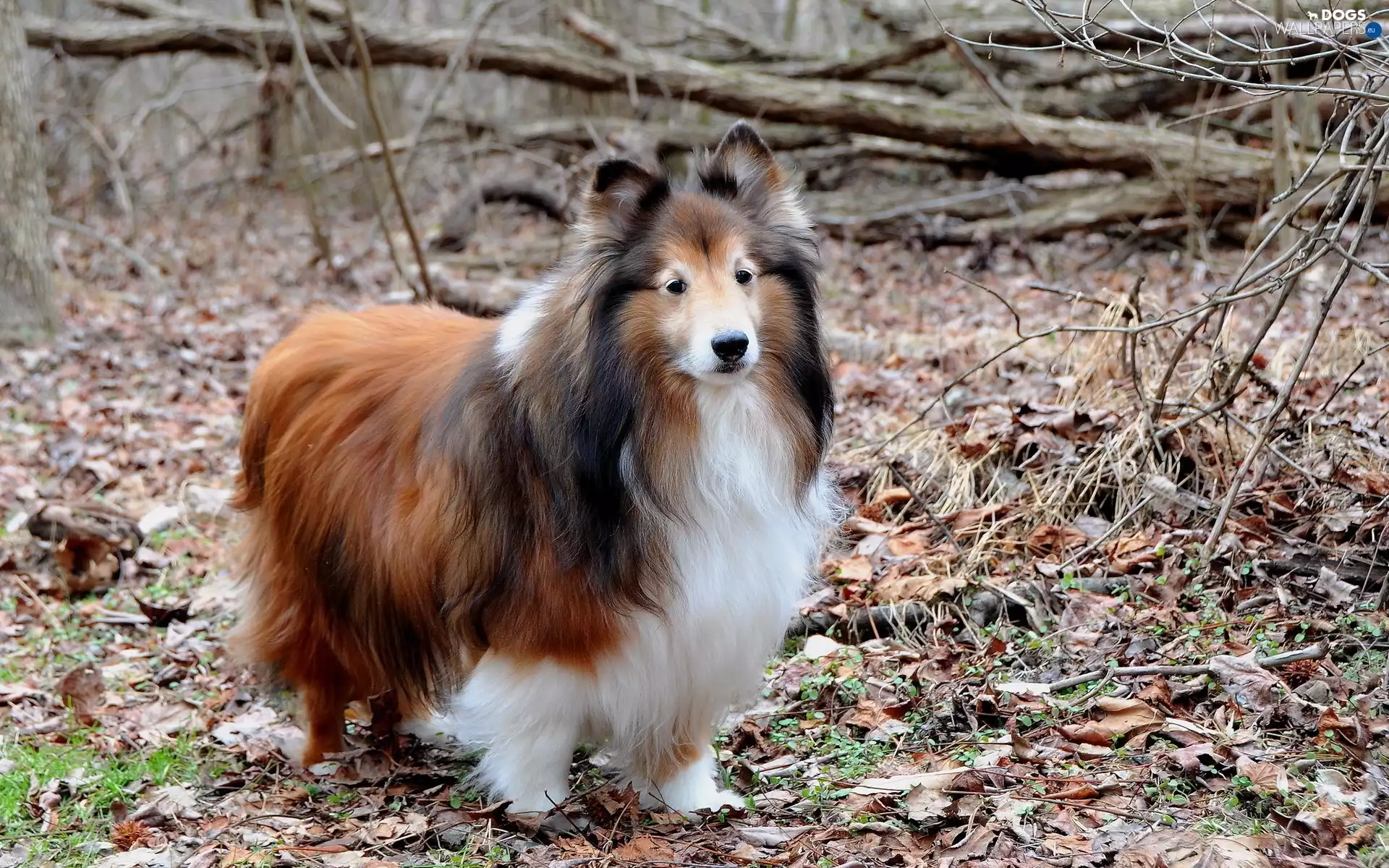 sheep-dog, Park, Leaf, Scotch