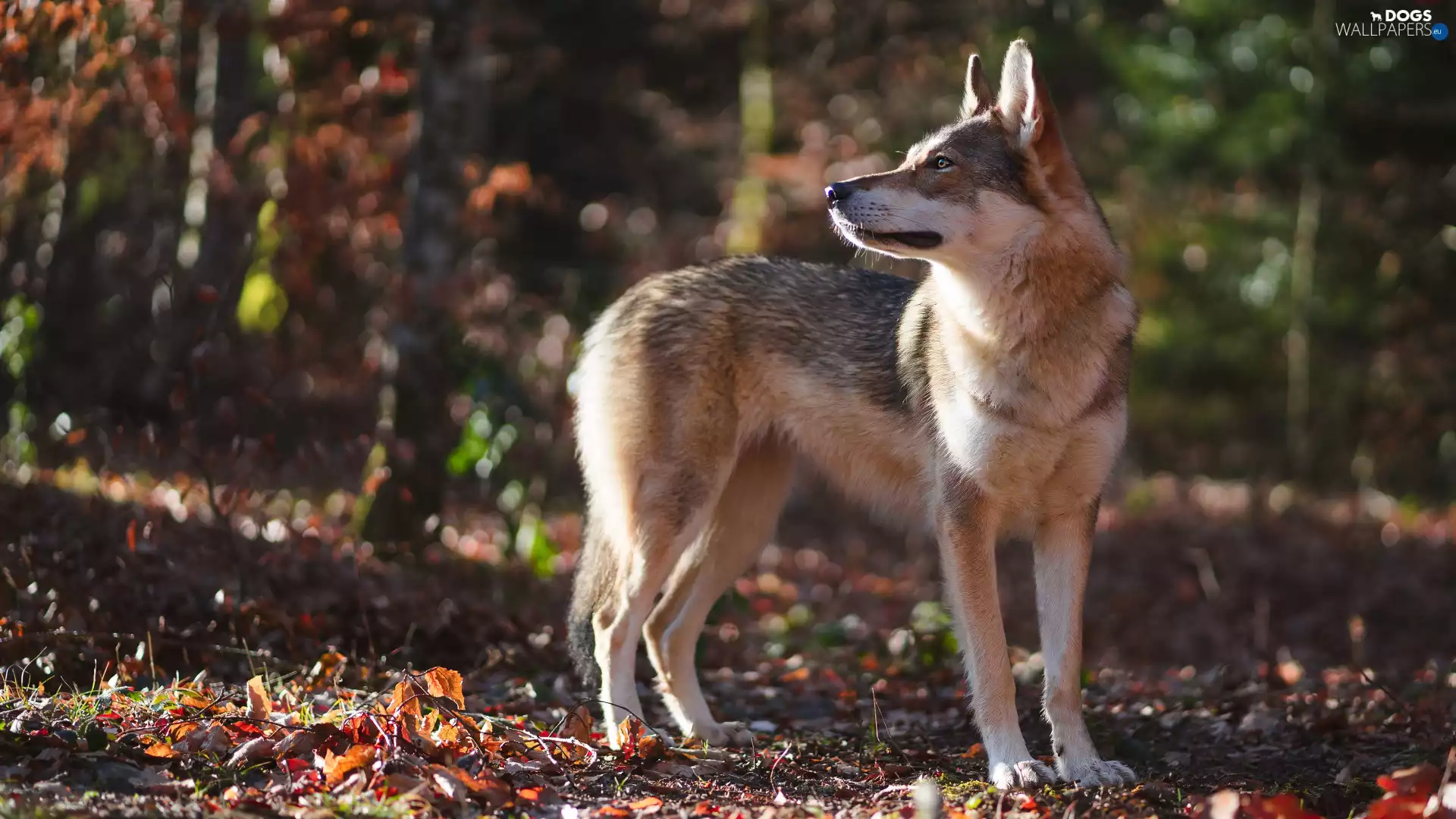 Path, Czechoslovakian Wolfdog, dog