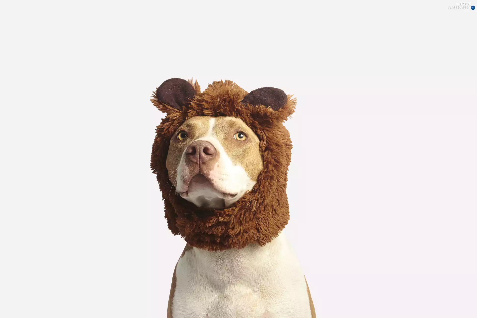 Hat, dog, Pit Bull Terrier