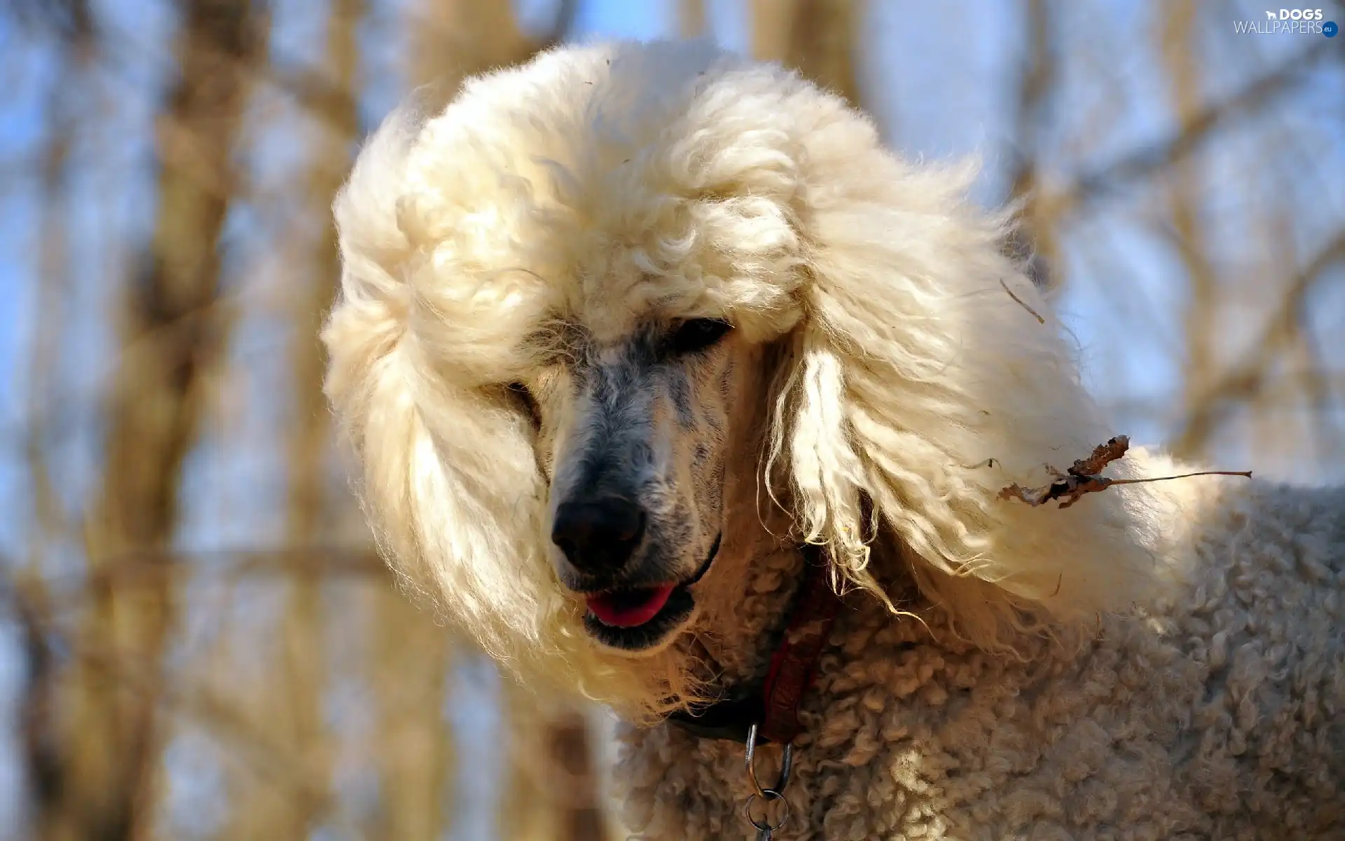 dog-collar, viewes, poodle, trees
