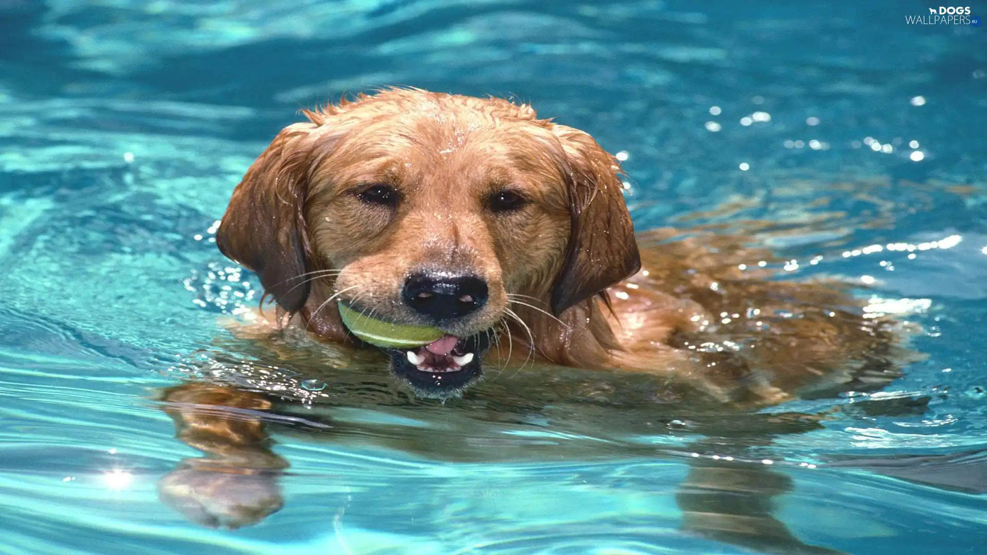 dog, apport, Pool, swimming
