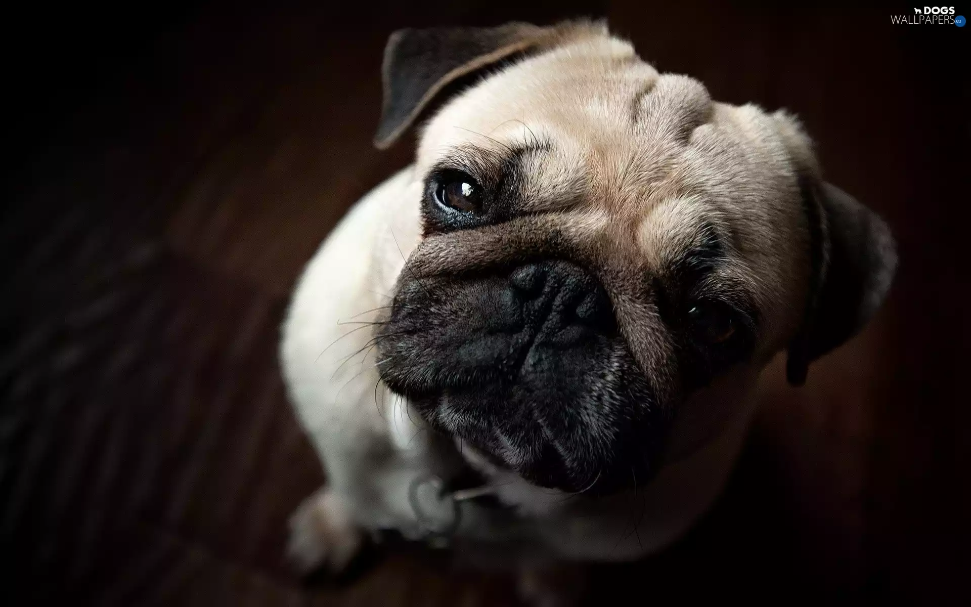 dog, pug