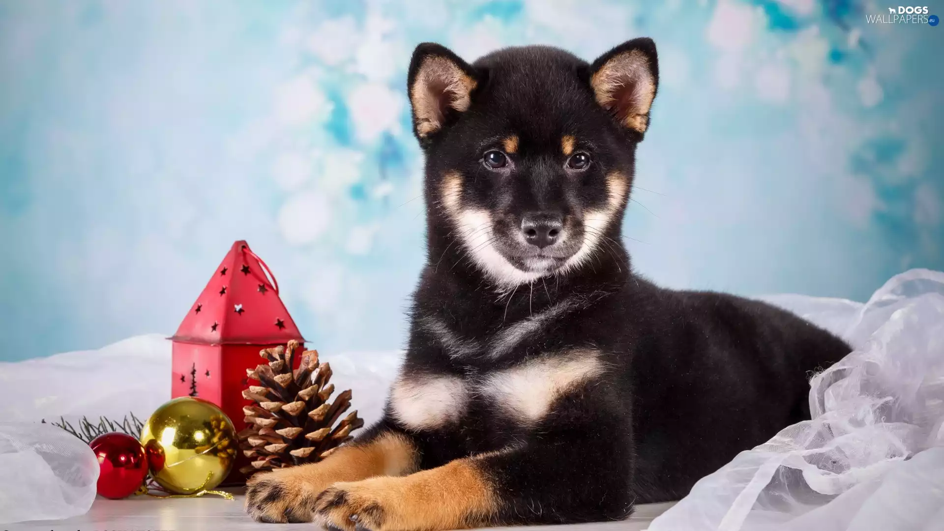 Puppy, cone, baubles, dog