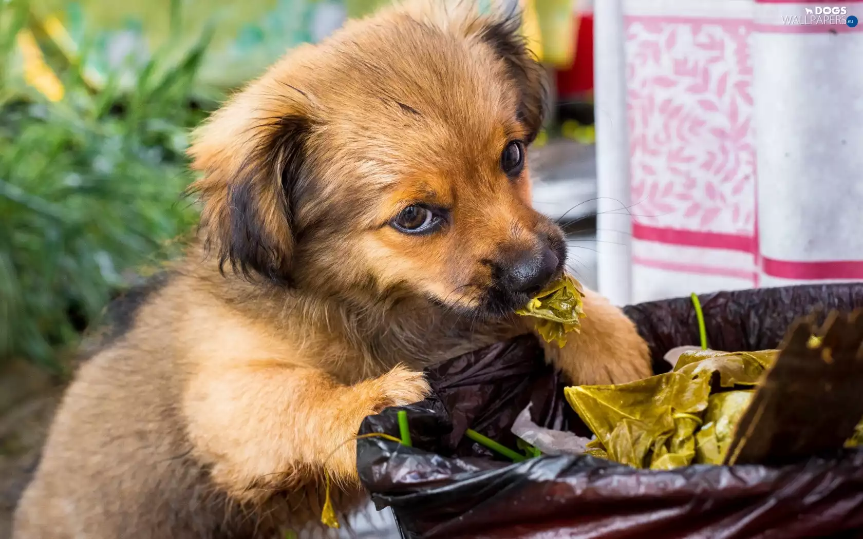 doggy, Mixed-breed dog, mongrel, Puppy