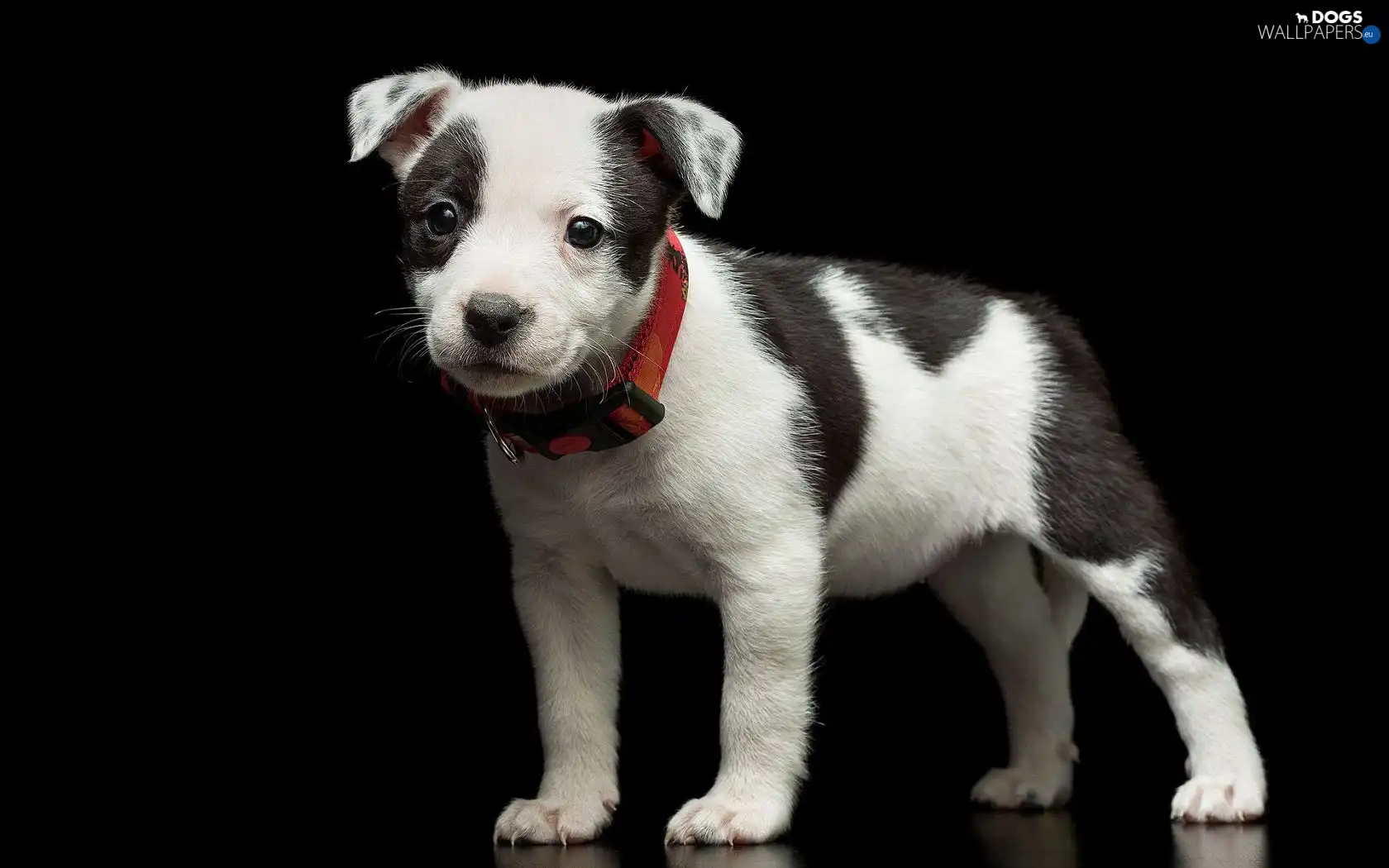 dog-collar, red hot, Puppy, mongrel