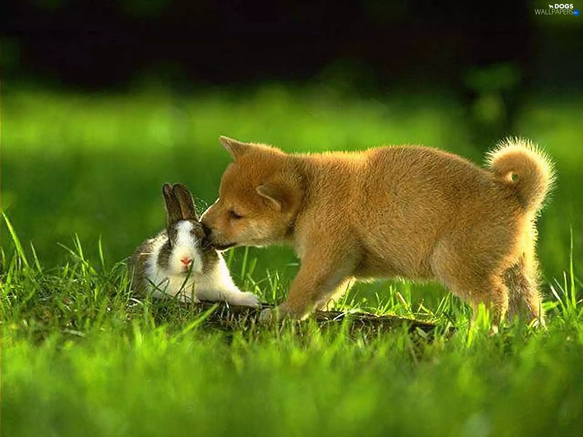 Rabbit, grass, Akita, dog