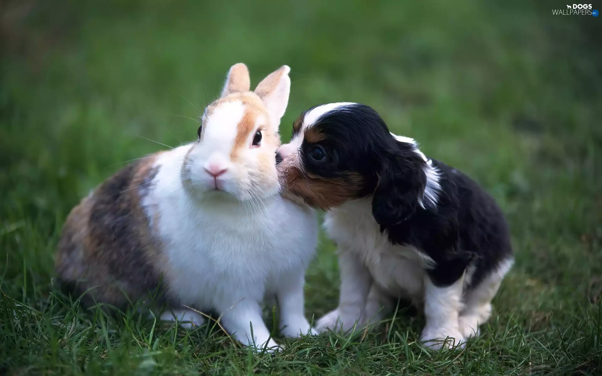 dog, Rabbit