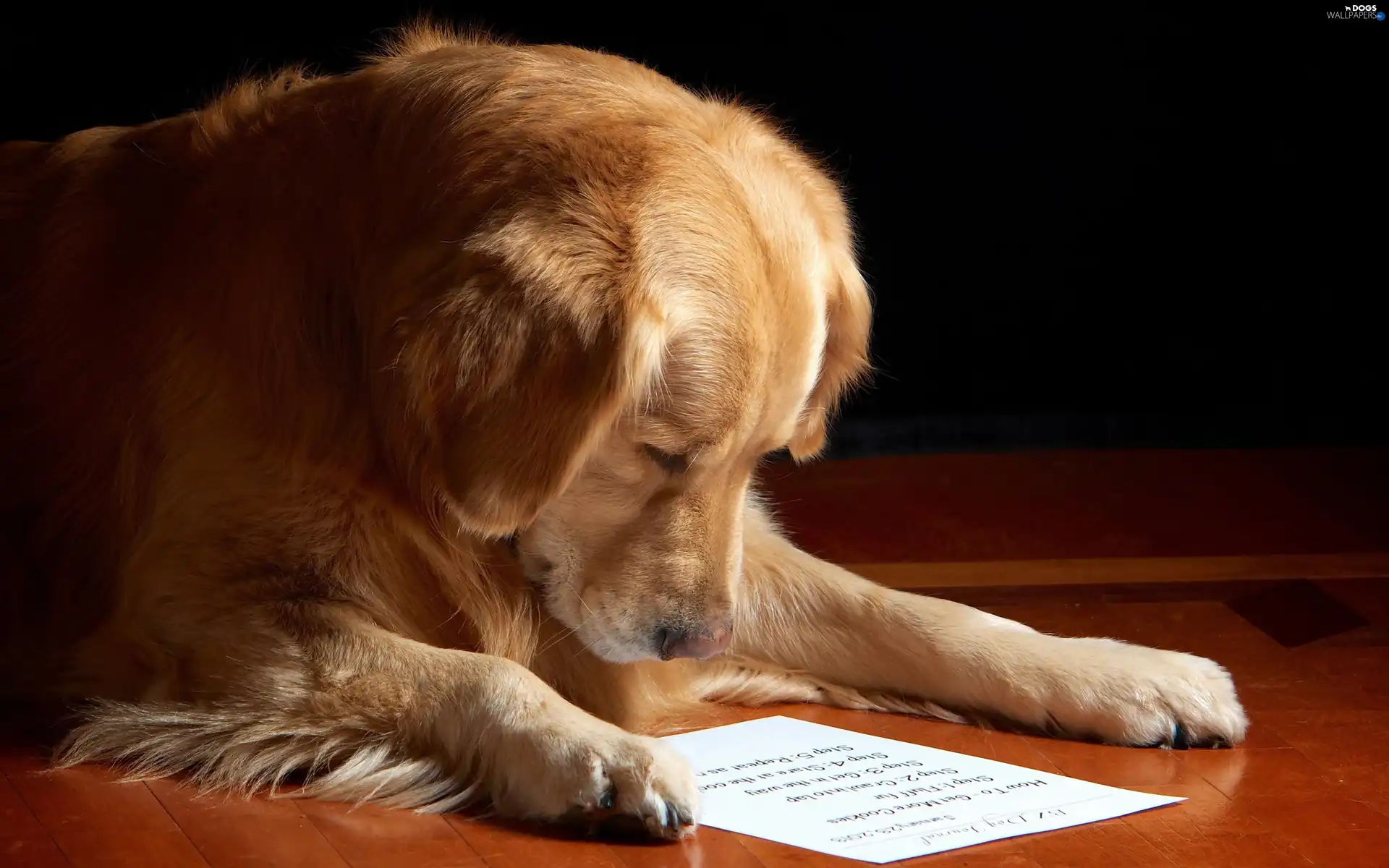 dog, reading