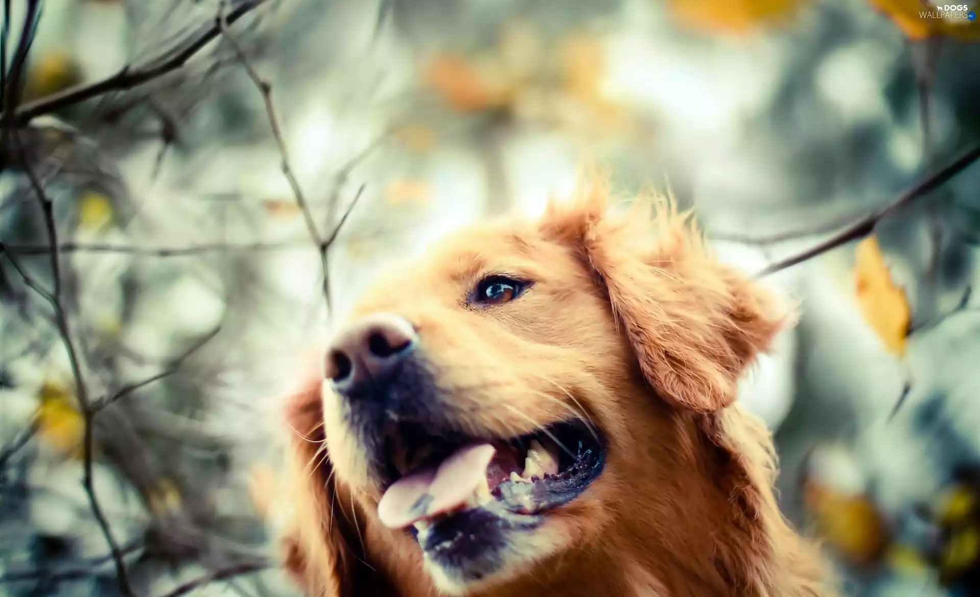 dog, Golden Retriever