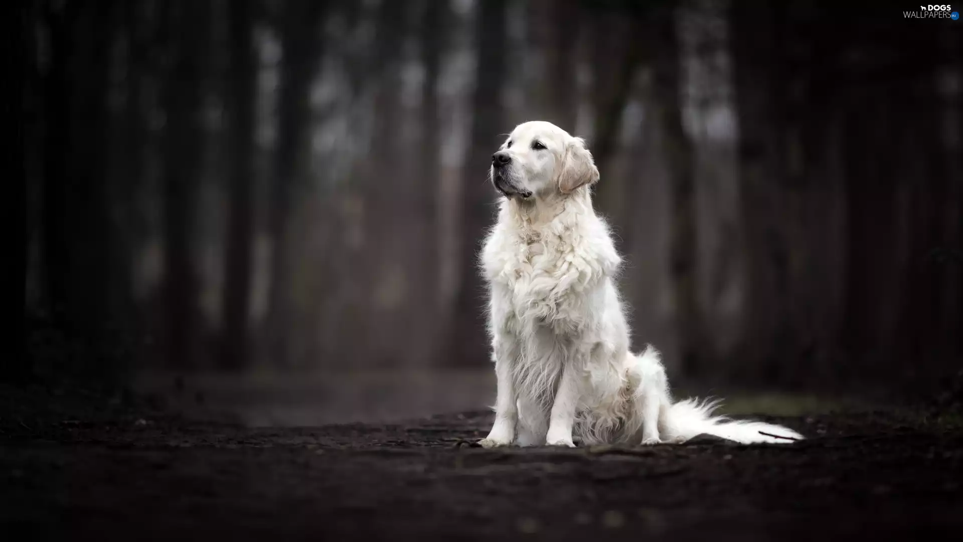 dog, Golden Retriever