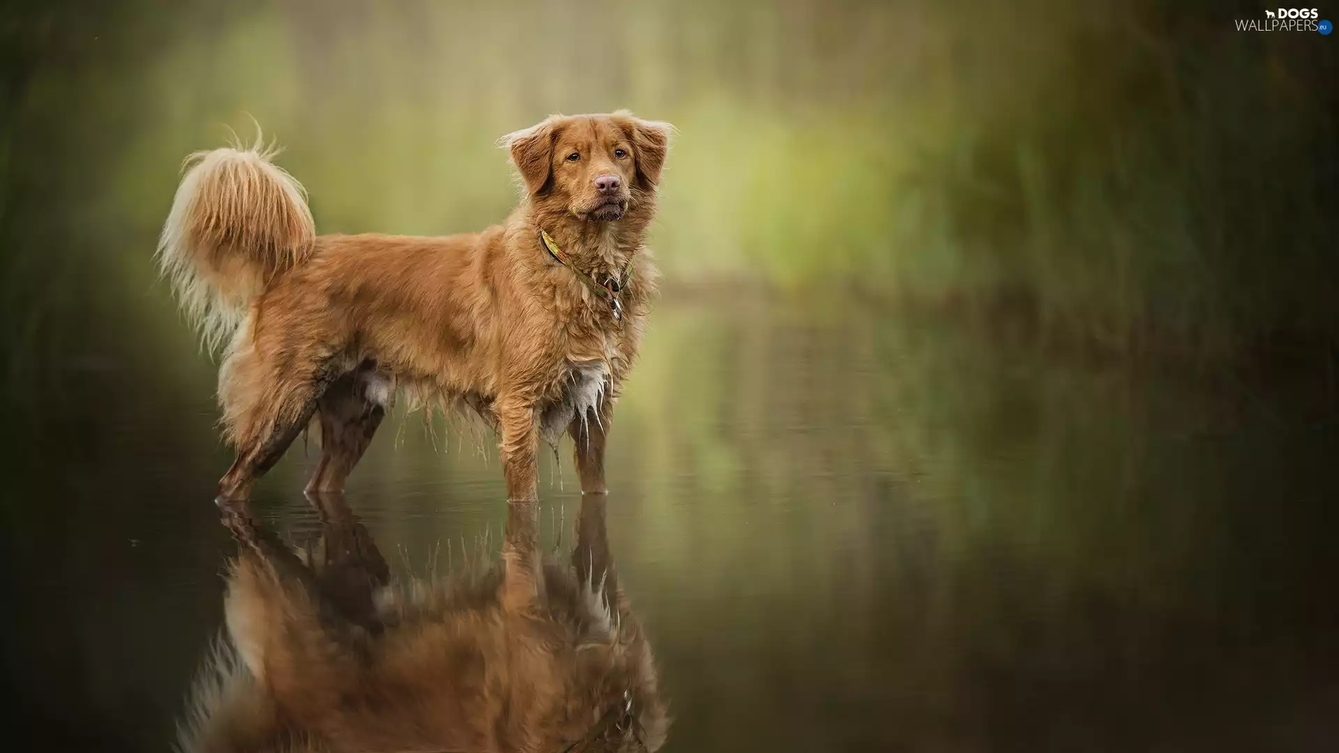 water, dog, Retriever Nova Scotia