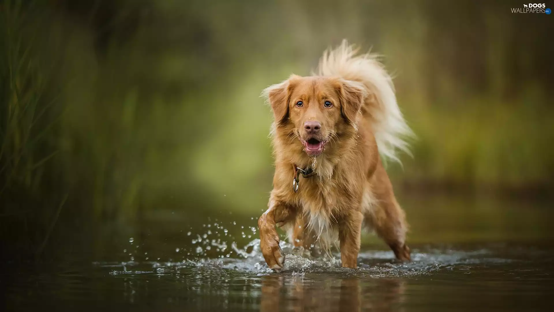 water, dog, Retriever Nova Scotia