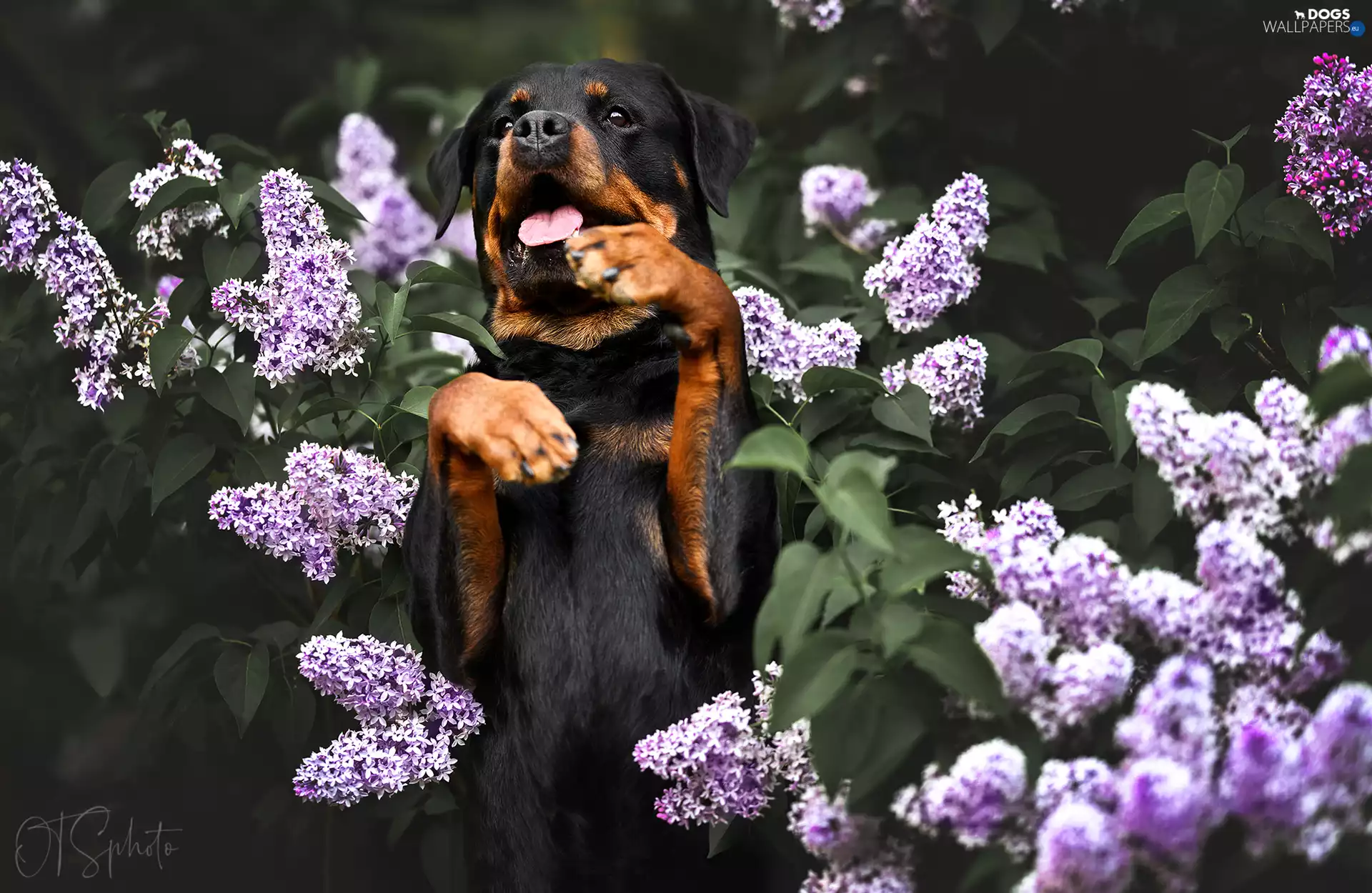 Rottweiler, Flowers, without, dog