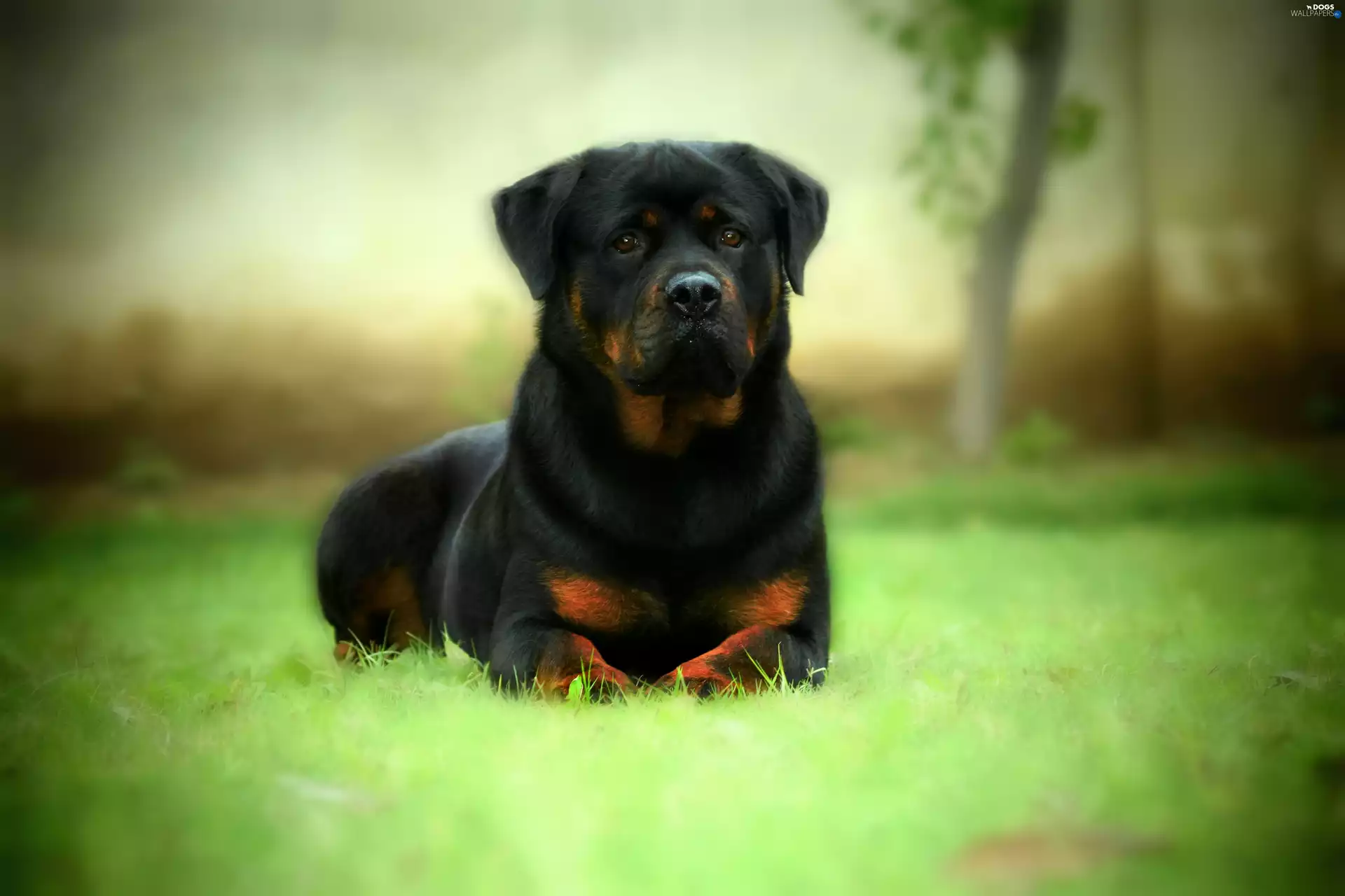 dog, Rottweiler