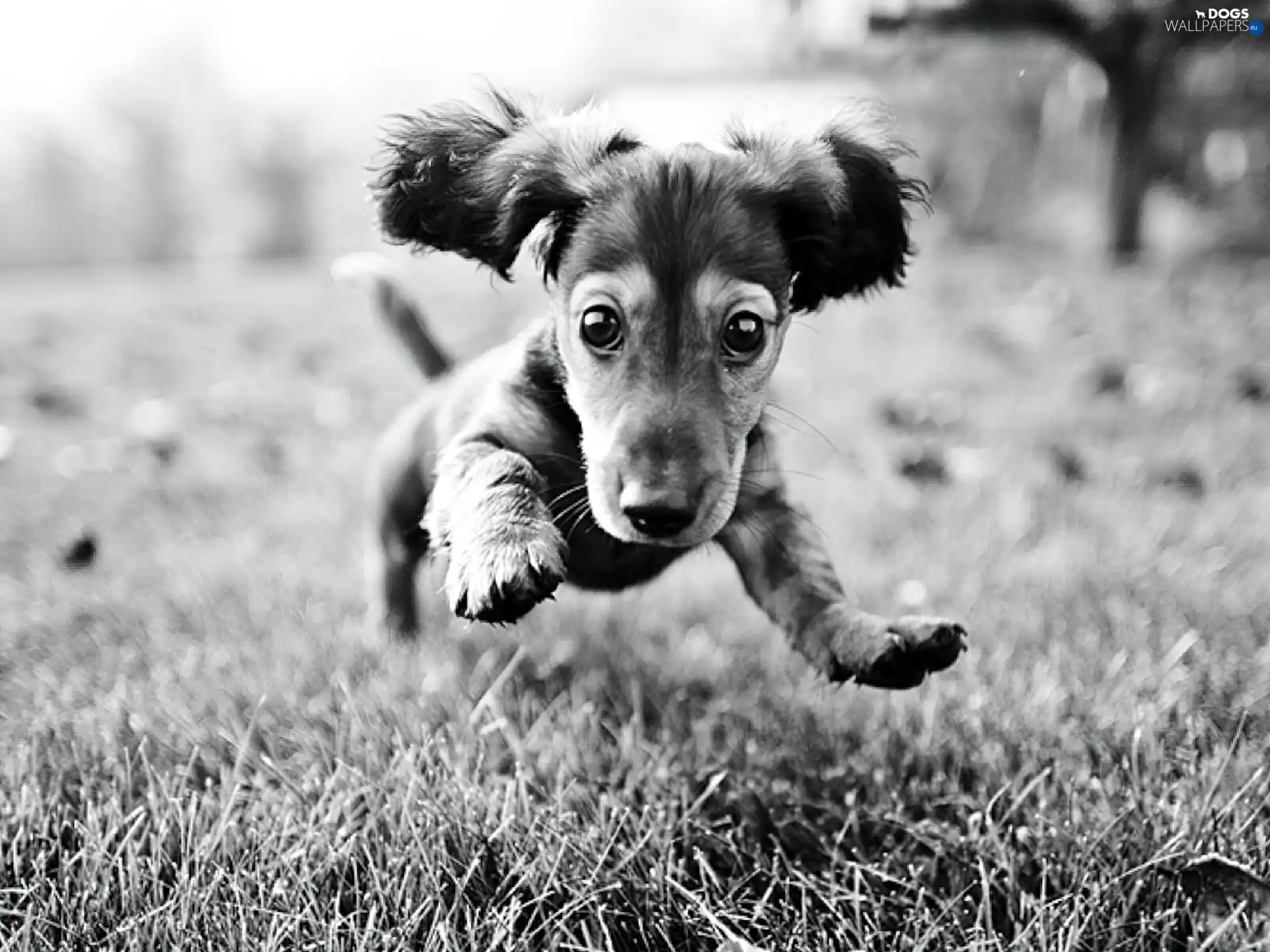 dog, running