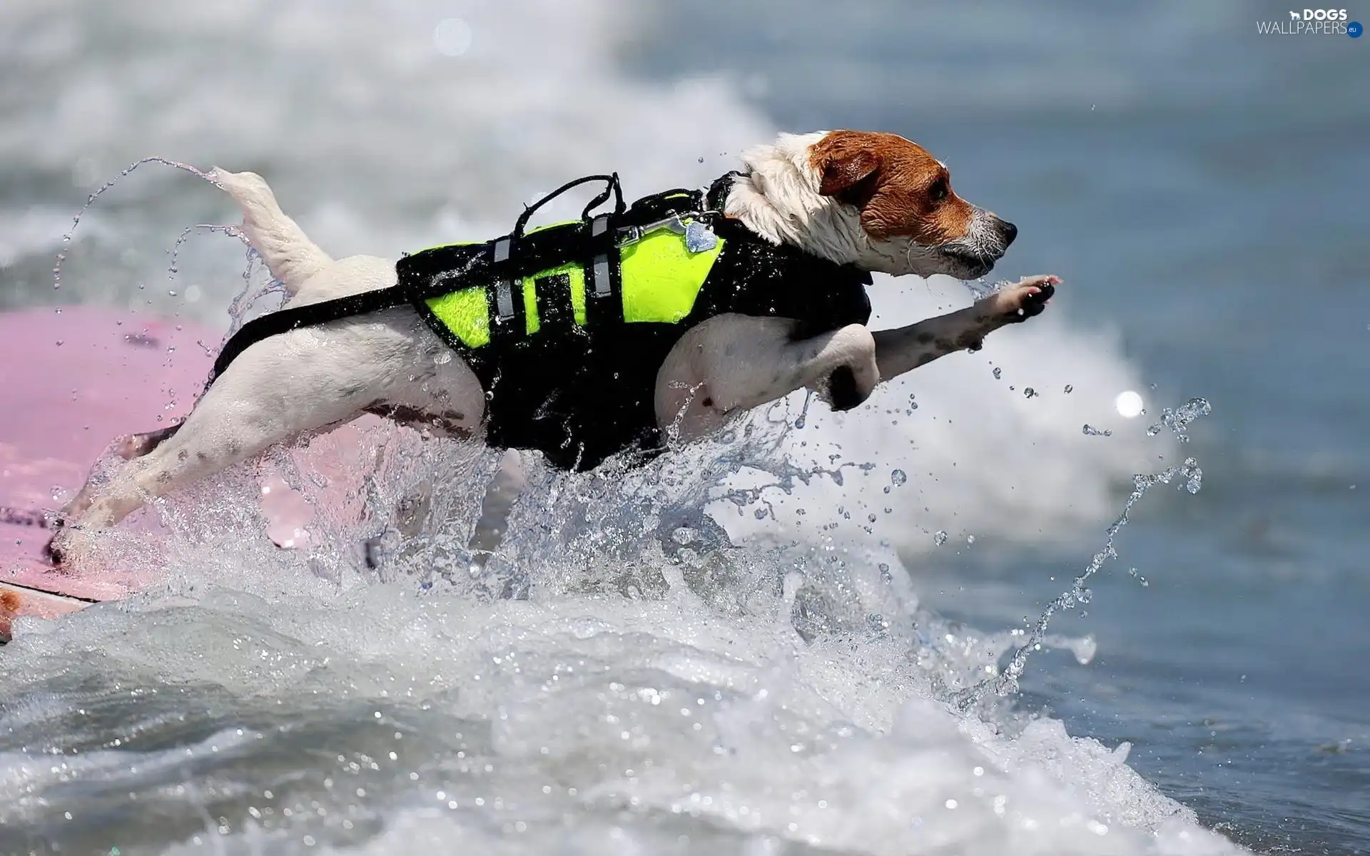 dog, rescuer, Jack Russell Terrier
