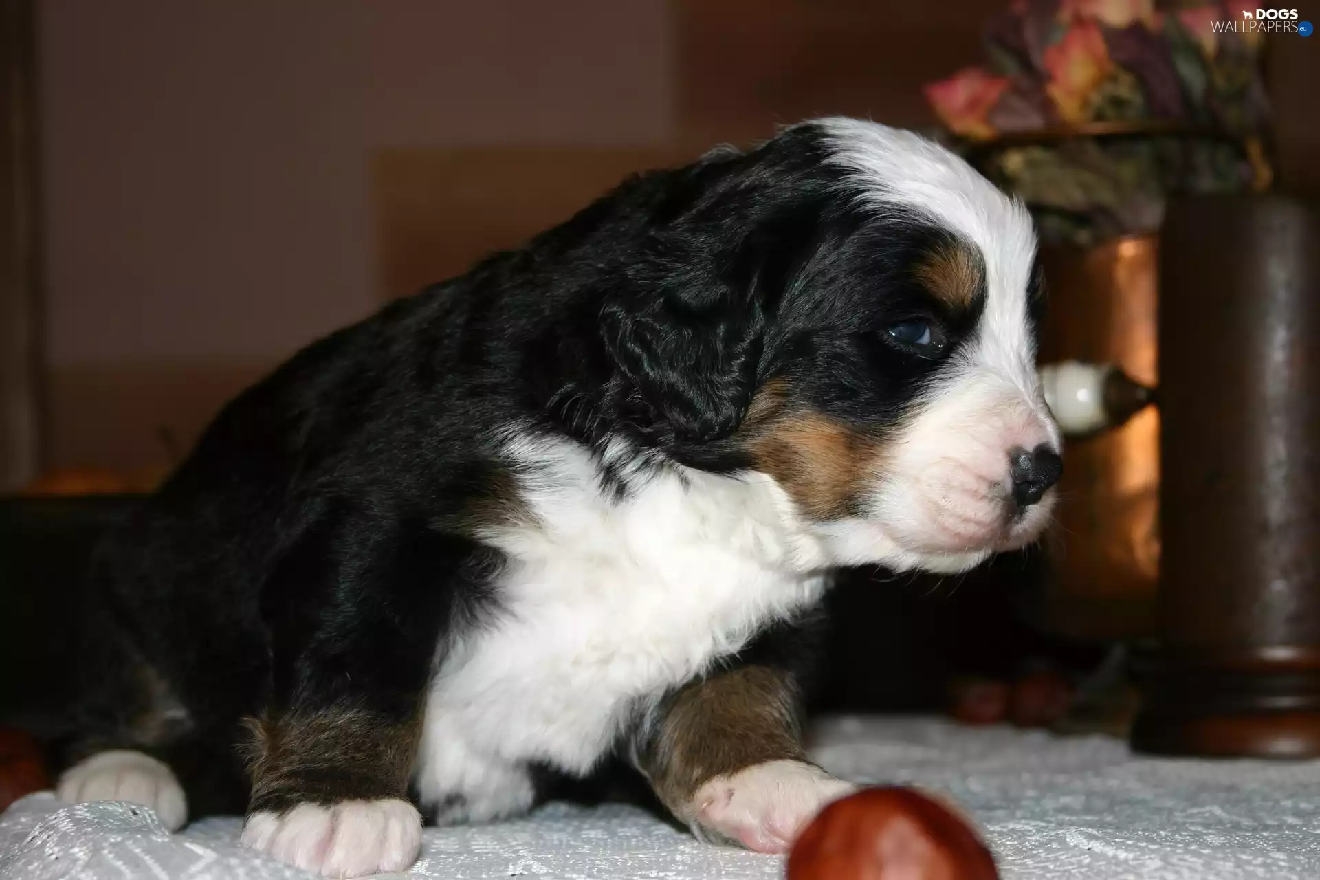 sad, Bernese Mountain Dog