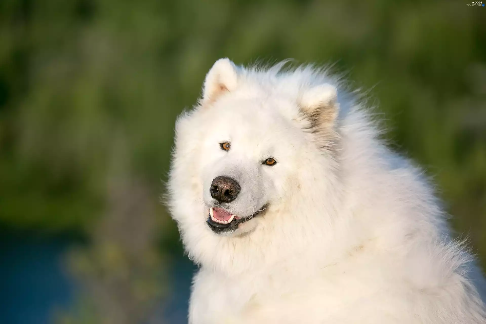 dog, Samojed