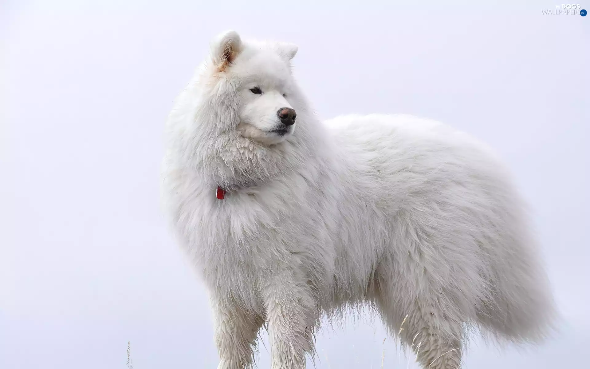 dog, Samojed