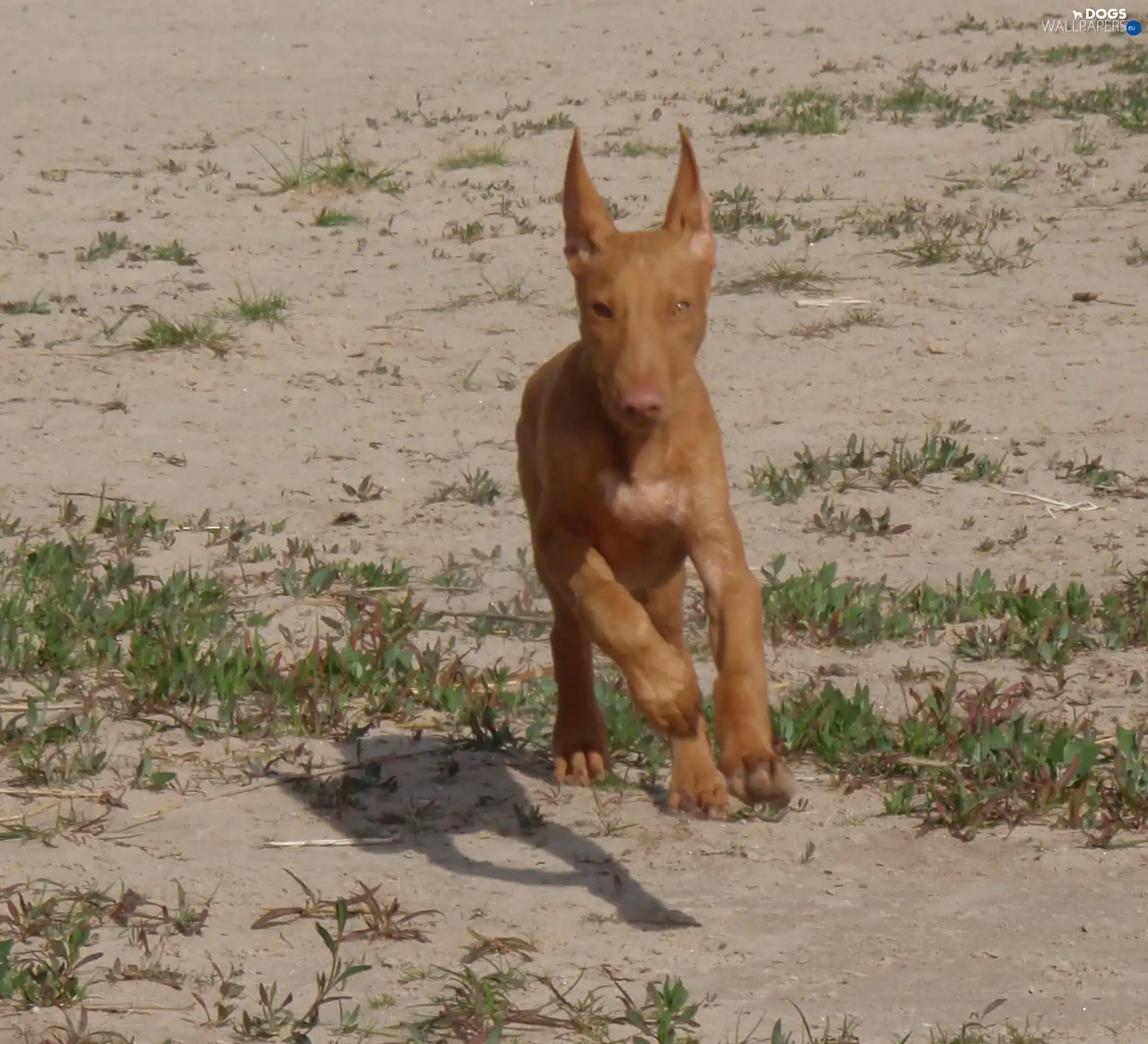 Sand, Dog Pharaoh
