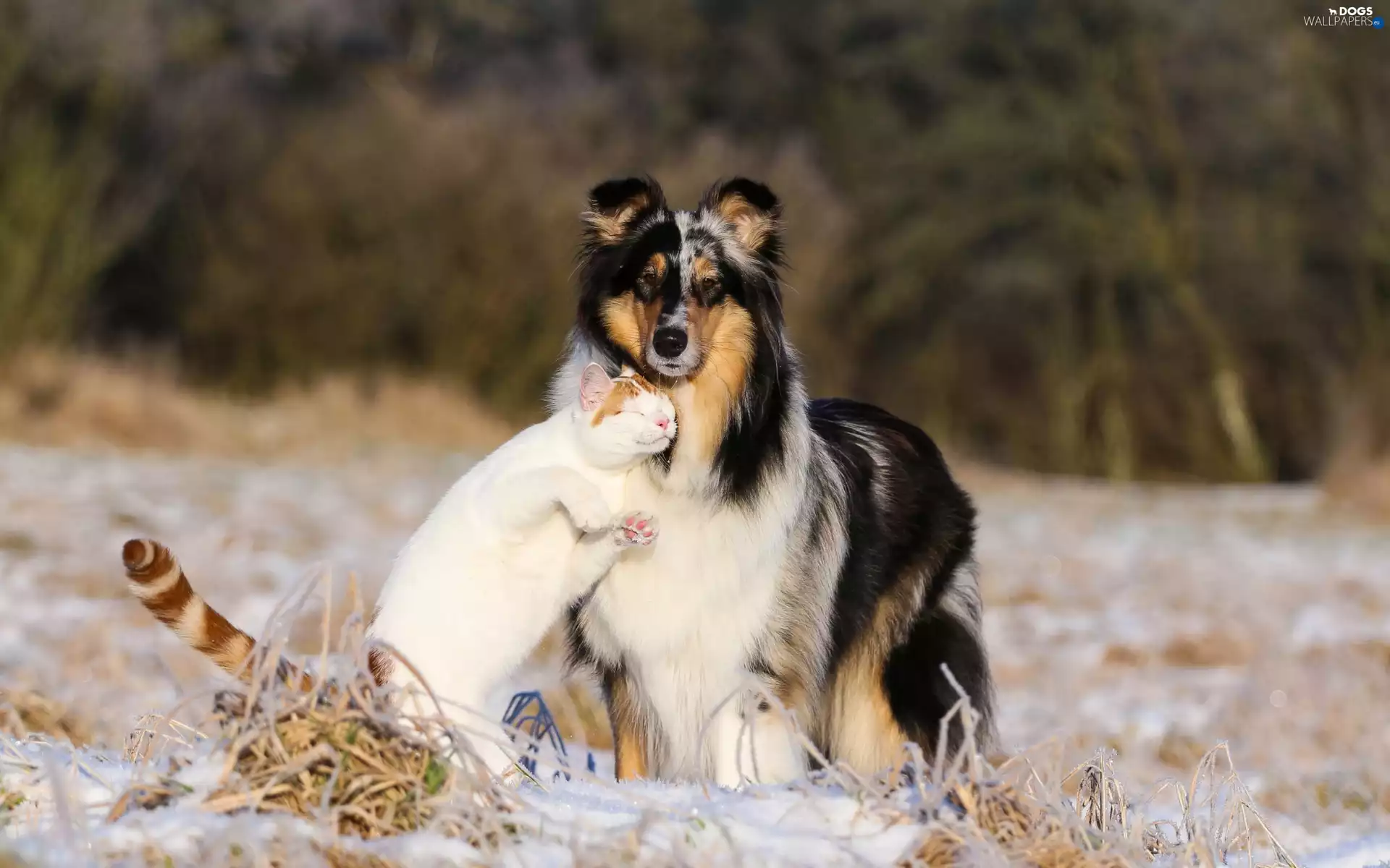 friendship, dog, Scottish Shepherd, cat