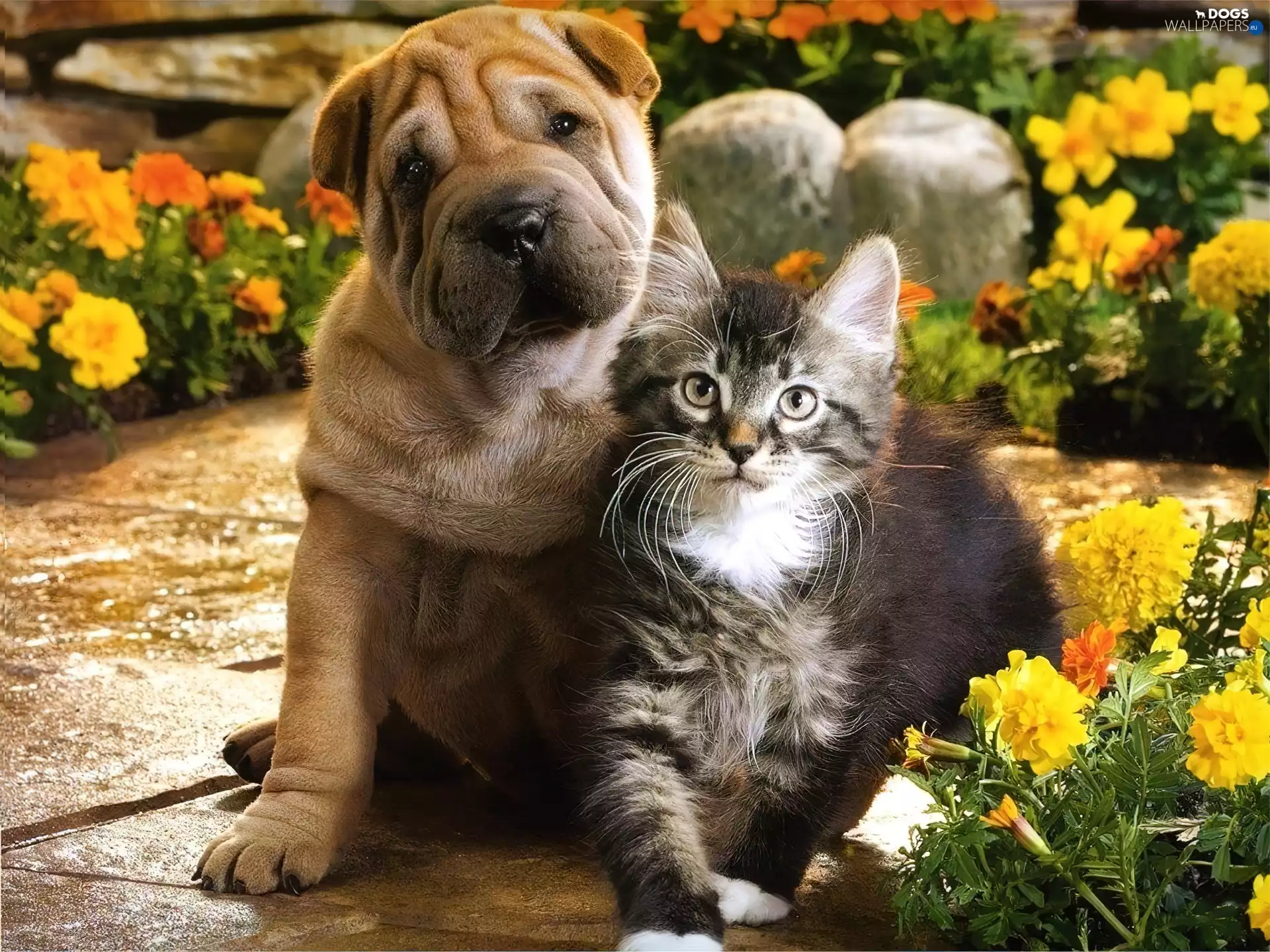 Shar Pei, cat, dog