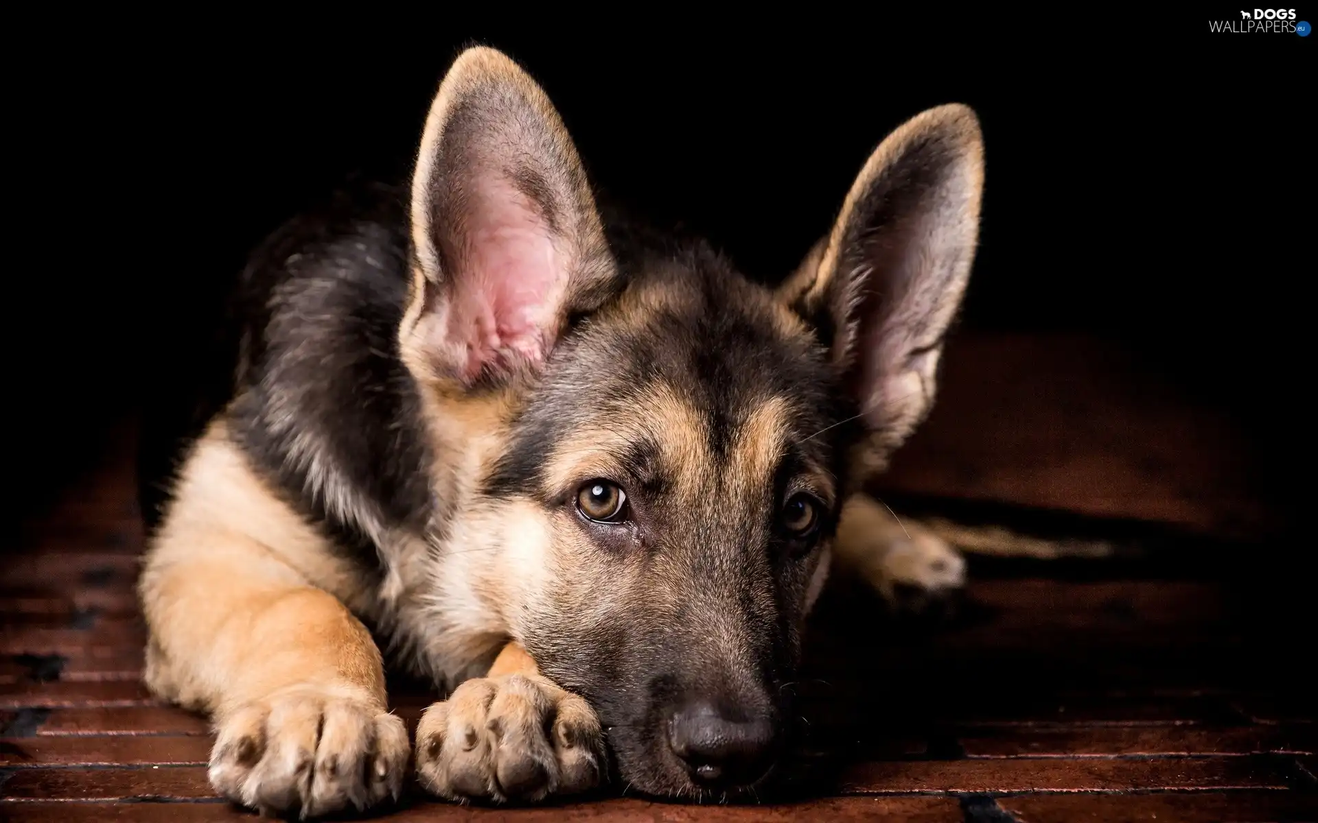 sheep-dog, Resting