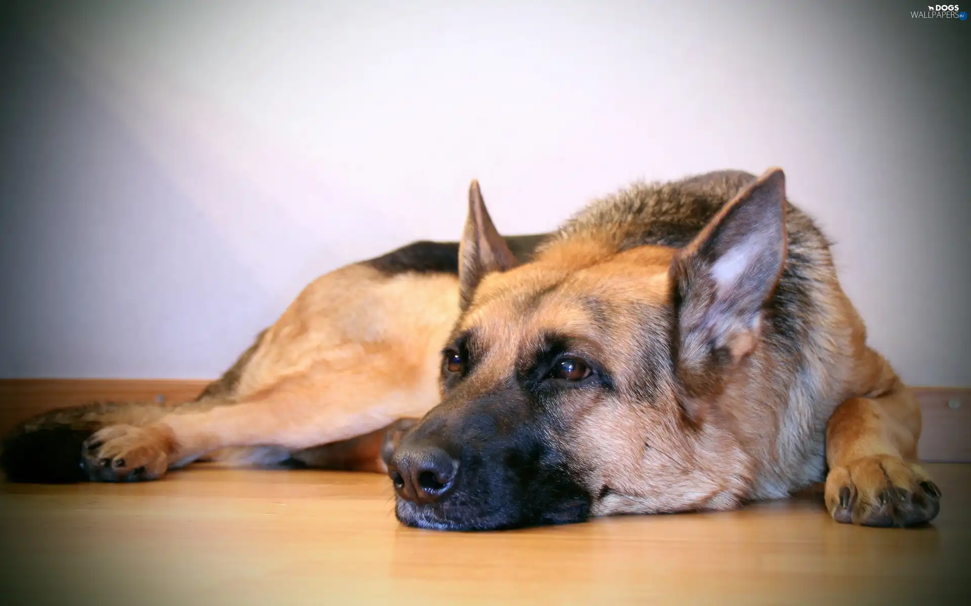 sheep-dog, Resting