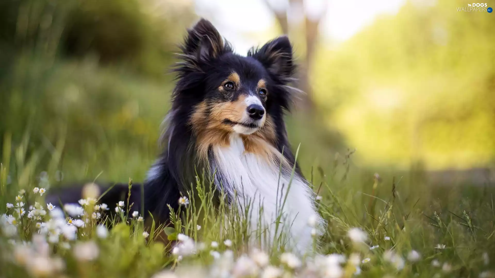 dog, shetland Sheepdog
