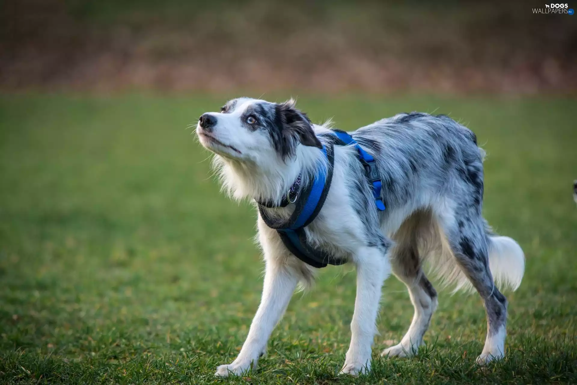 dog, Australian Shepherd