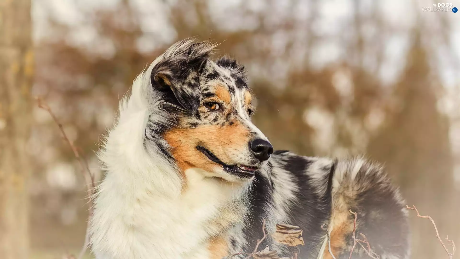 dog, Australian Shepherd